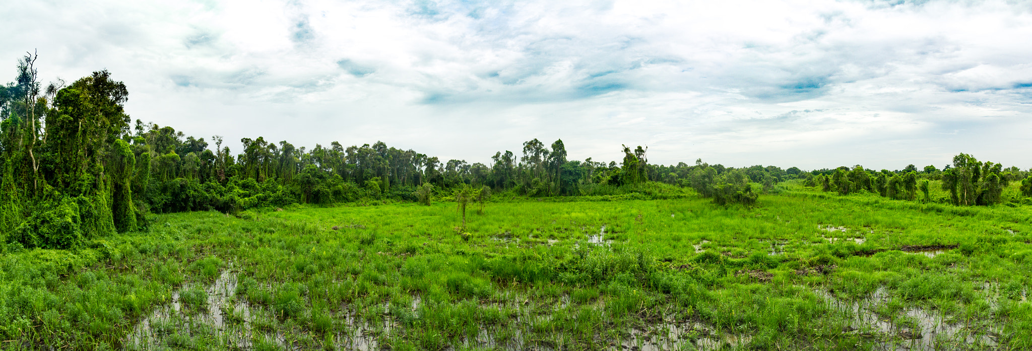 Canon EOS 550D (EOS Rebel T2i / EOS Kiss X4) sample photo. The mighty jungle photography