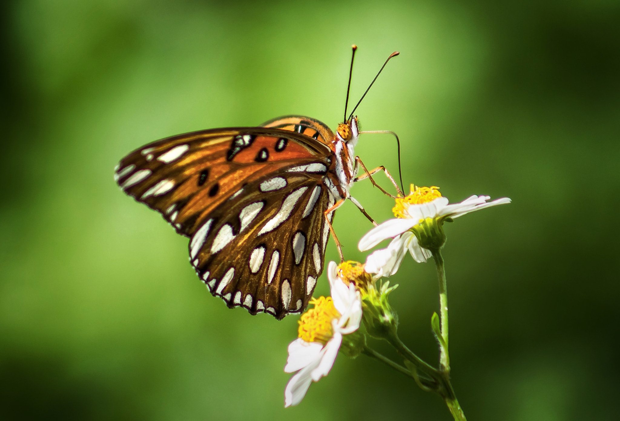 Canon EF75-300mm f/4-5.6 sample photo. Butterfly photography