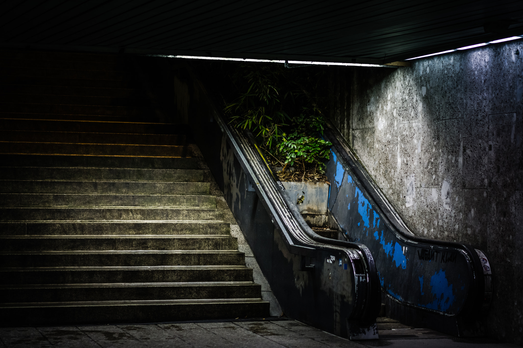 55mm F1.8 ZA sample photo. Overgrown stairs photography