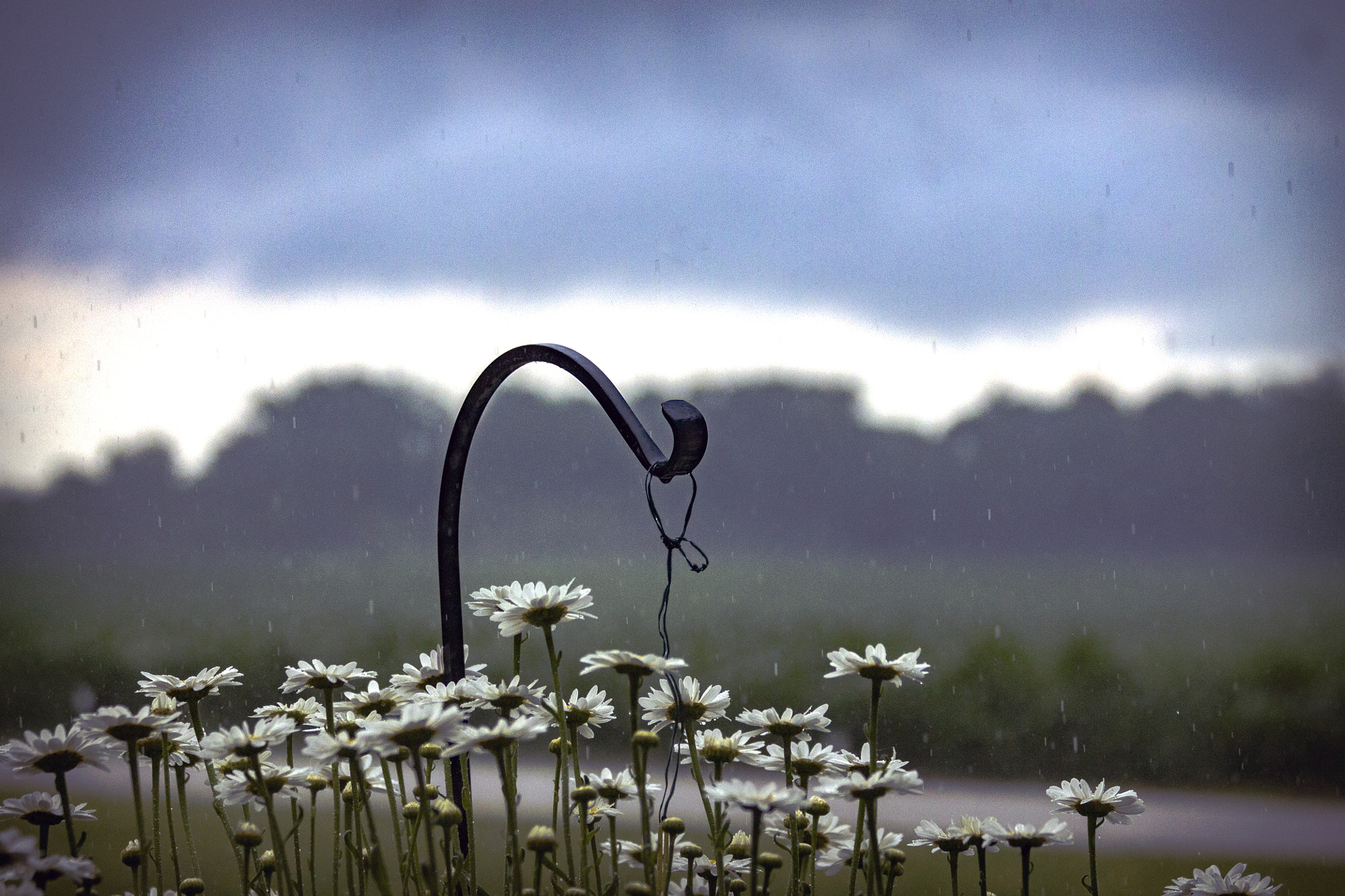 Canon EF 70-300mm F4-5.6 IS USM sample photo. Flowers in the rain photography
