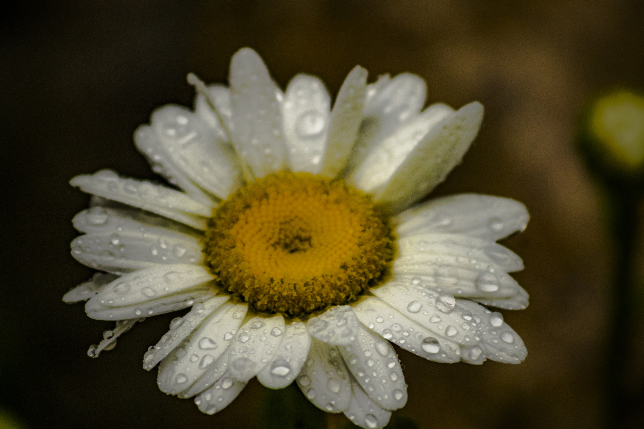 Canon EF 70-300mm F4-5.6 IS USM sample photo. Flower in the rain photography