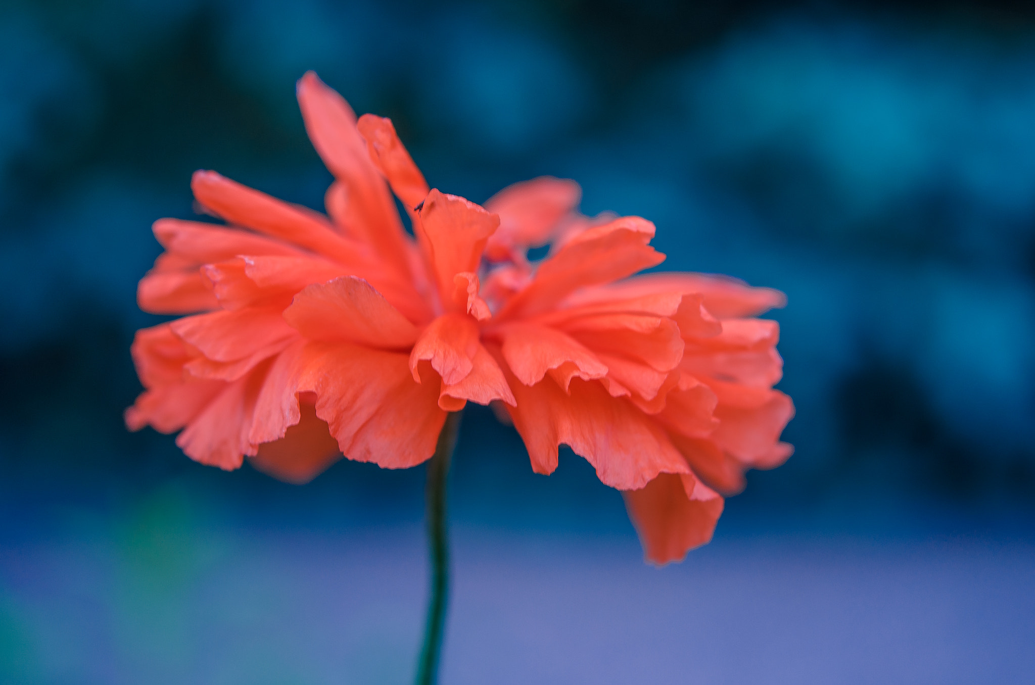 Nikon AF-S Micro-Nikkor 60mm F2.8G ED sample photo. Poppy photography