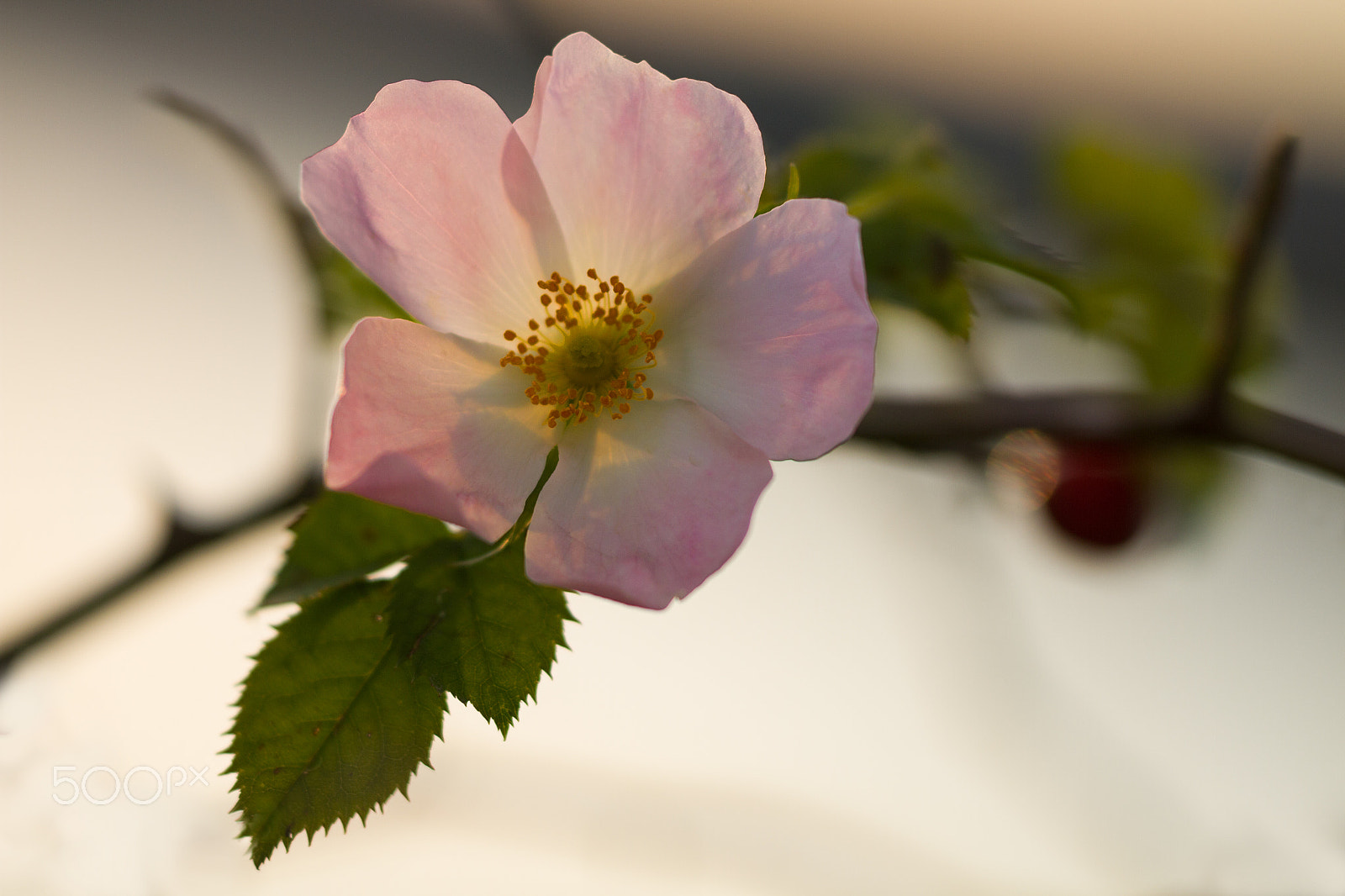 Sigma APO Macro 150mm f/2.8 EX DG HSM sample photo. Wild rose photography