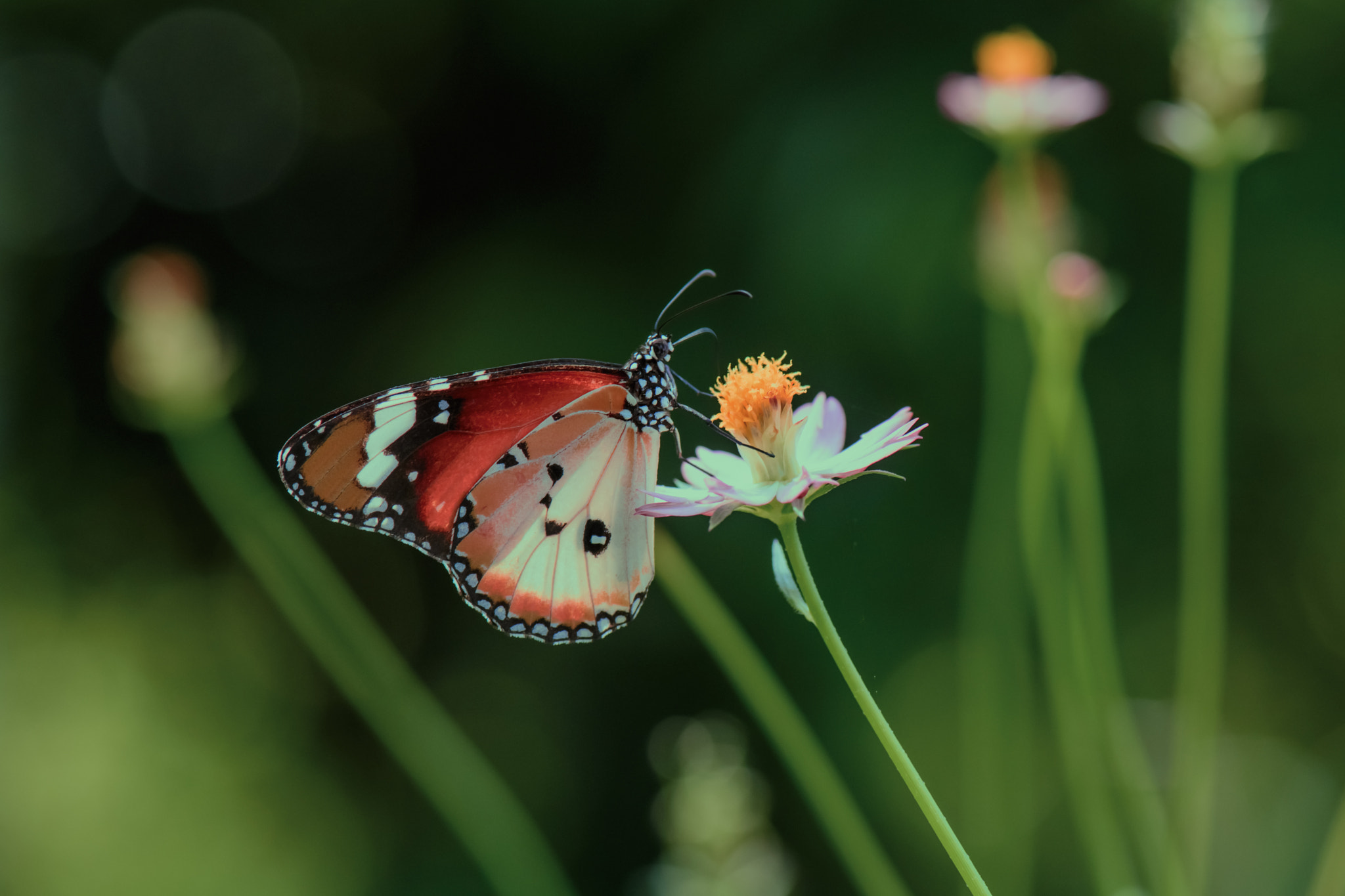 Nikon D5 sample photo. Butterfly in sunlight photography