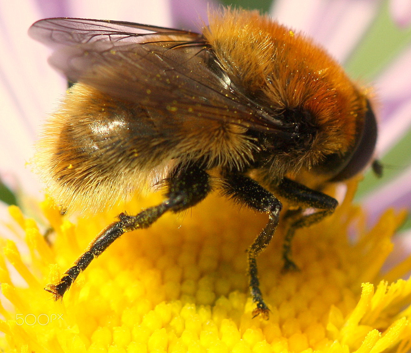 Canon EF 100mm F2.8 Macro USM sample photo. It is hungry :) photography