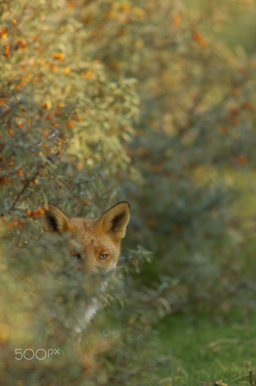 Nikkor 500mm f/4 P ED IF sample photo. Hidden photography