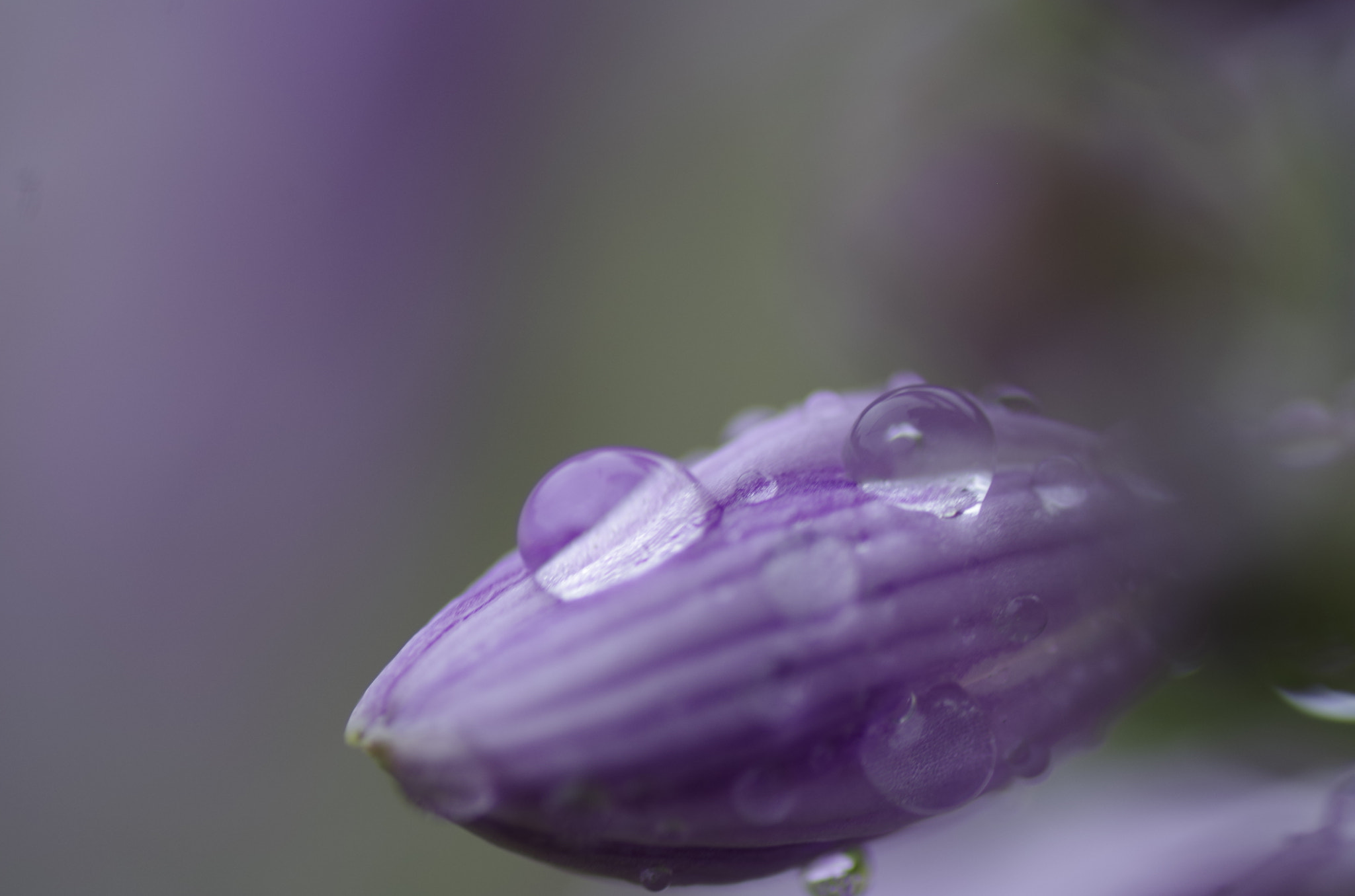 Pentax K-30 sample photo. Water drop photography