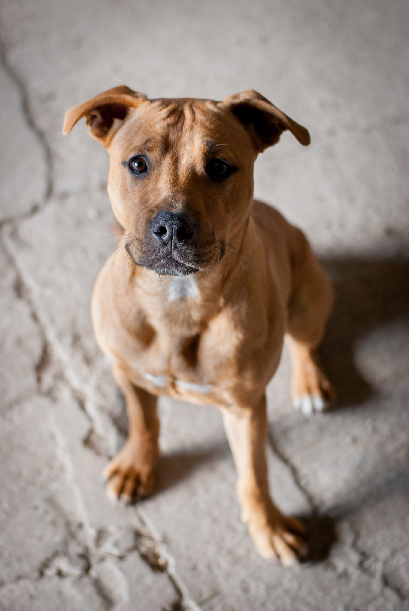 Nikon D80 + Nikon AF-S Nikkor 50mm F1.8G sample photo. Doggo photography