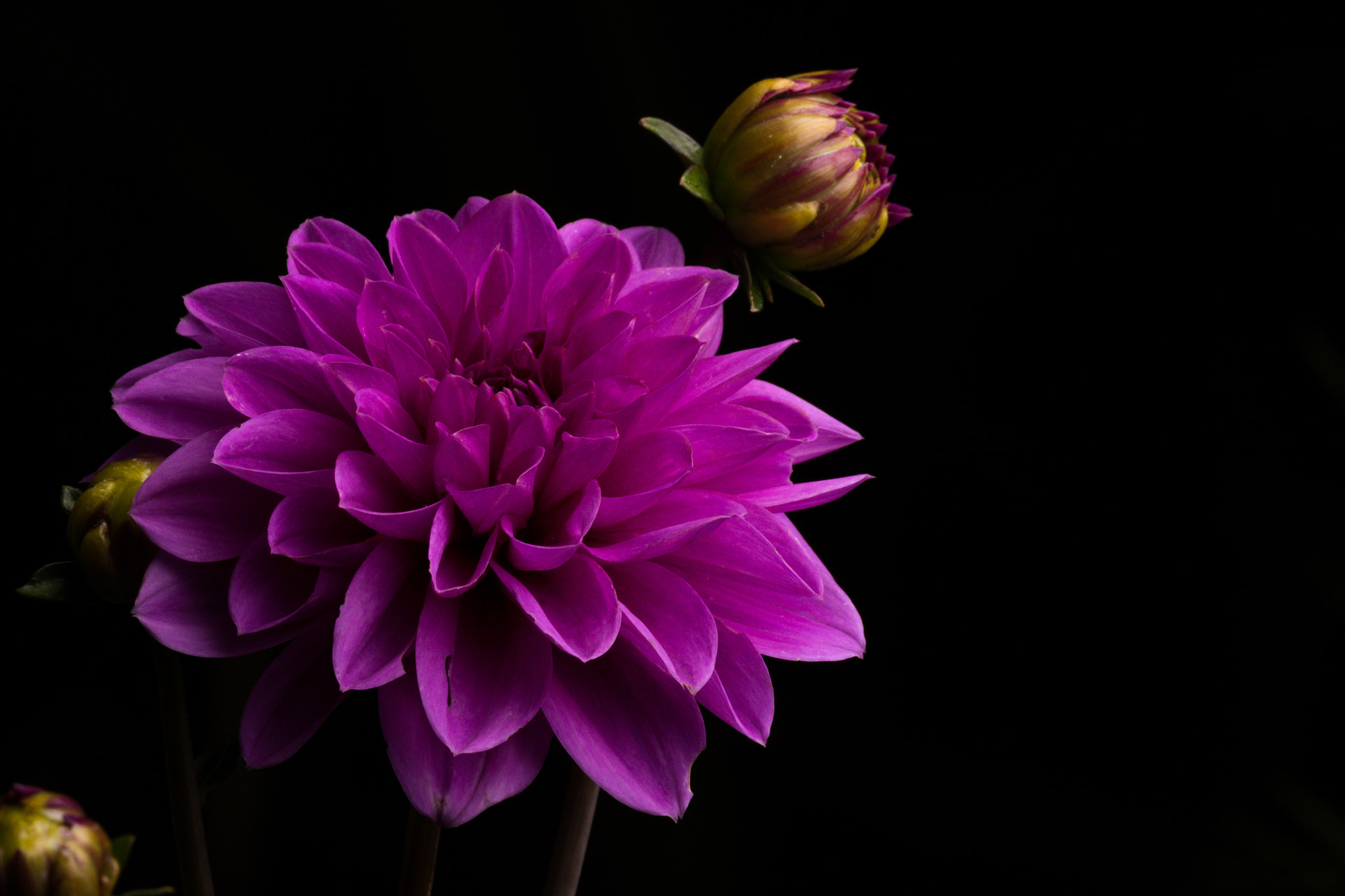 Sigma 150-600mm F5-6.3 DG OS HSM | C sample photo. Purple dahlia pinnata photography