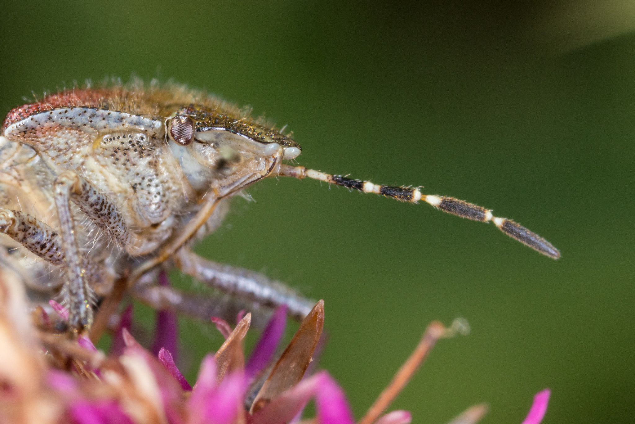 Canon MP-E 65mm F2.5 1-5x Macro Photo sample photo. No name photography