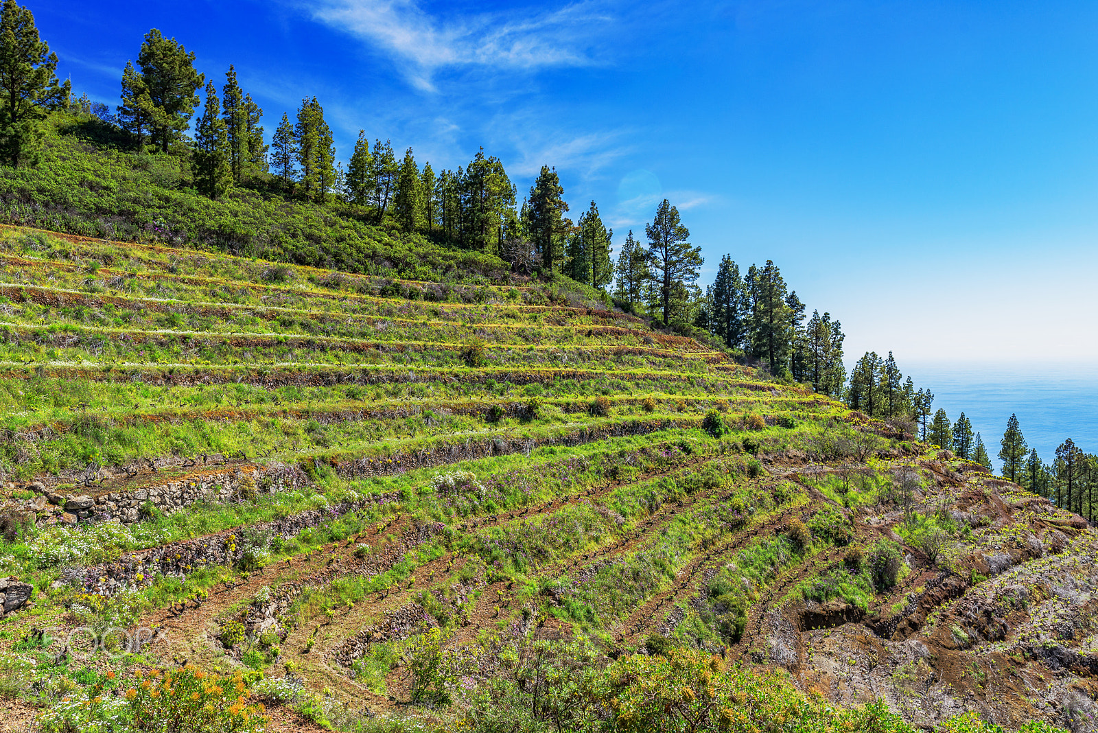Nikon AF-S Nikkor 200-400mm F4G ED-IF VR sample photo. Vineyards on la palma, spain photography