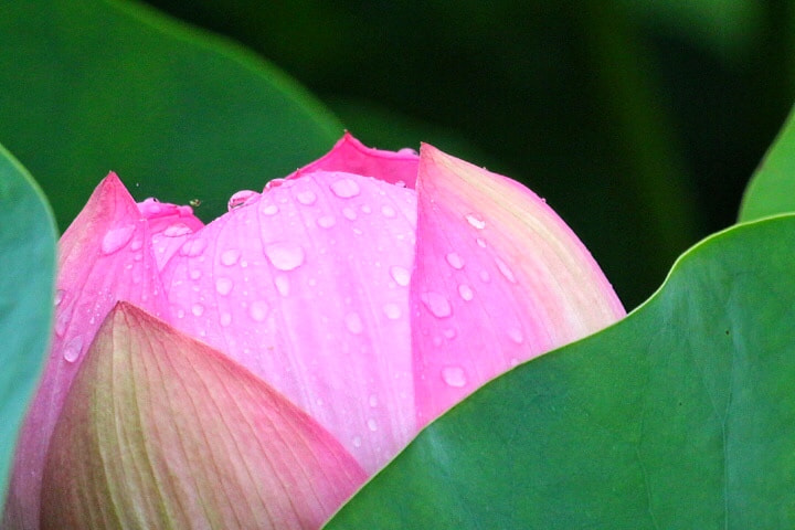 Canon EF 70-200mm F4L USM sample photo