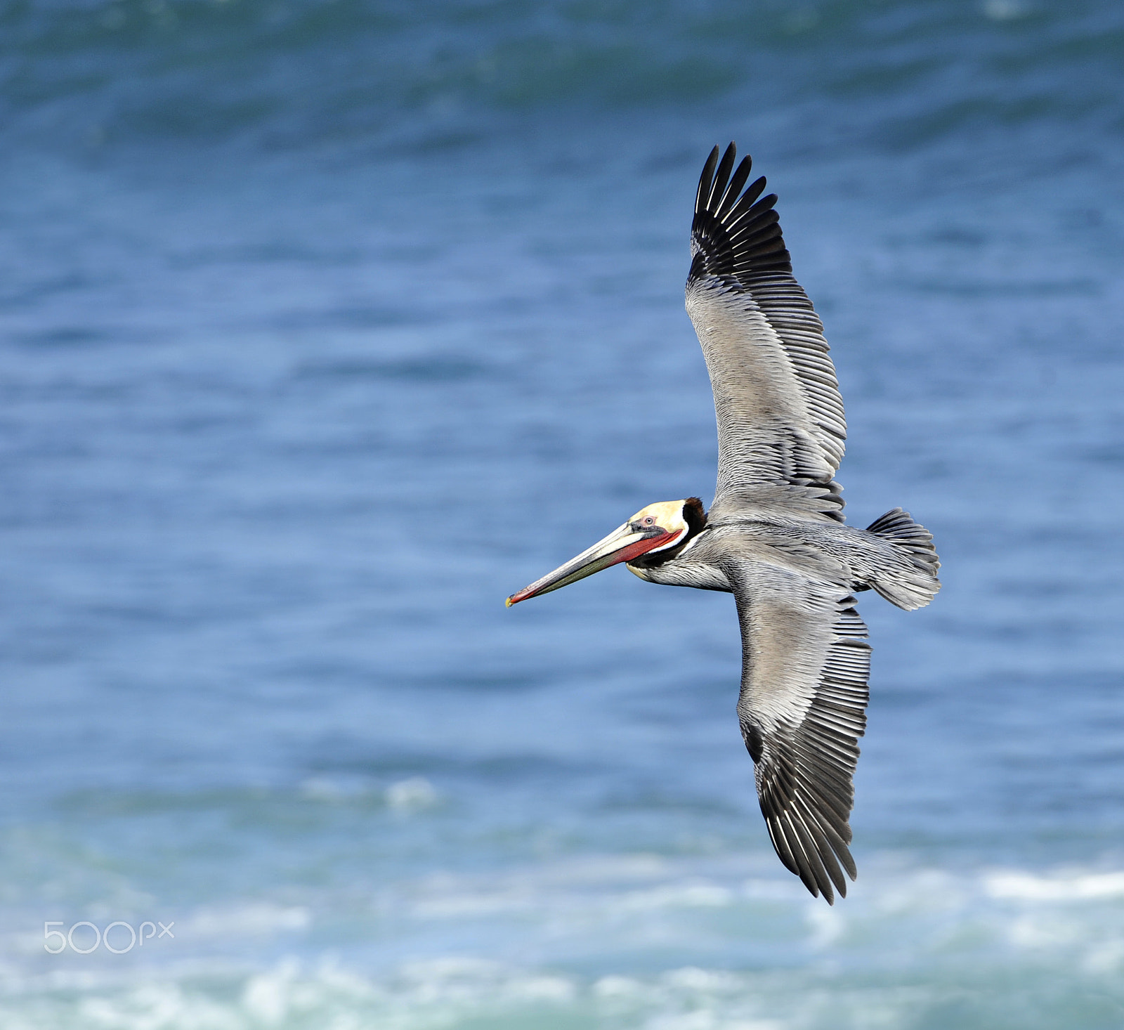 Nikon D3 sample photo. Pelican photography