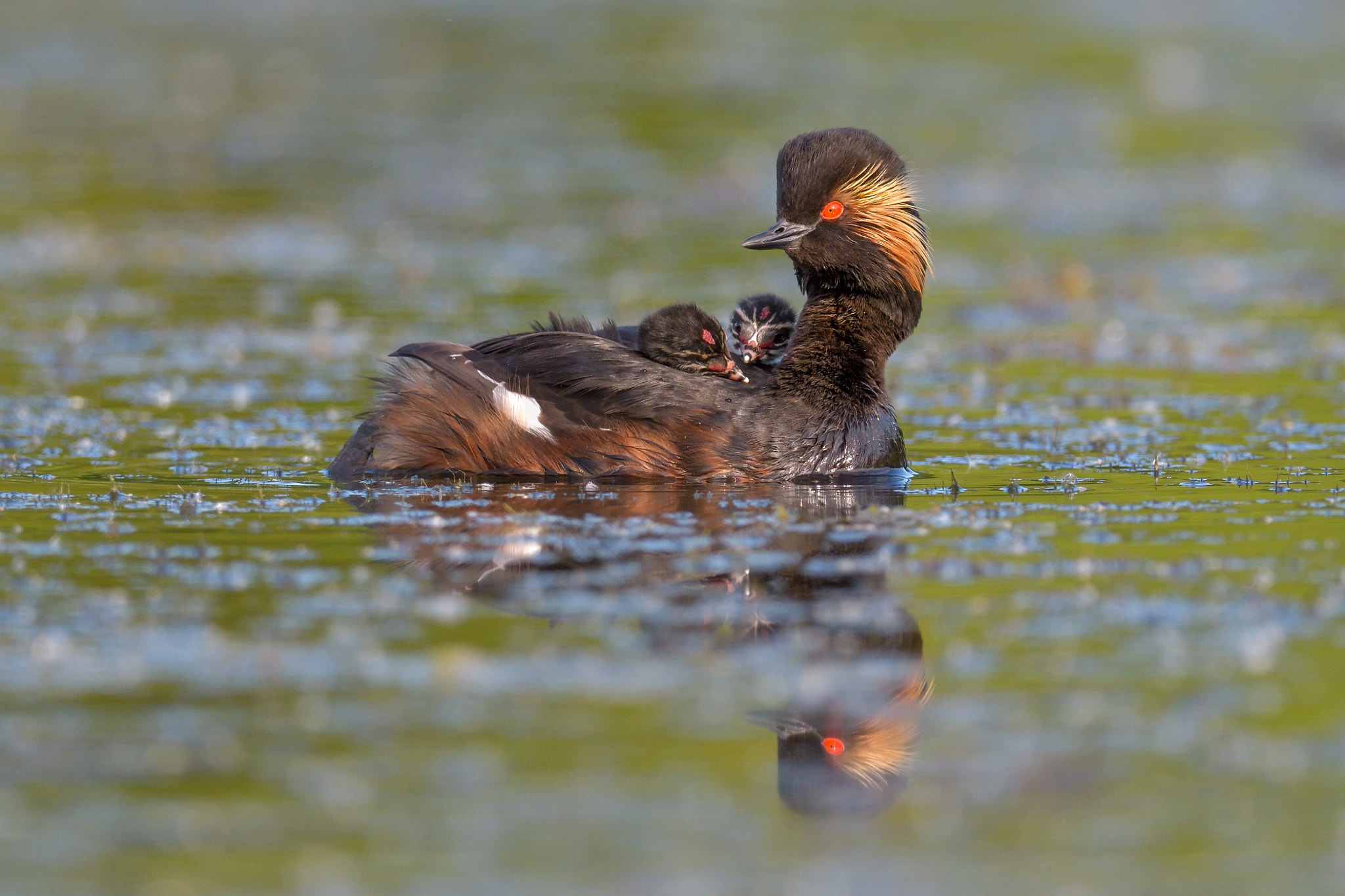 Nikon AF-S Nikkor 800mm F5.6E FL ED VR sample photo. Proud mama photography