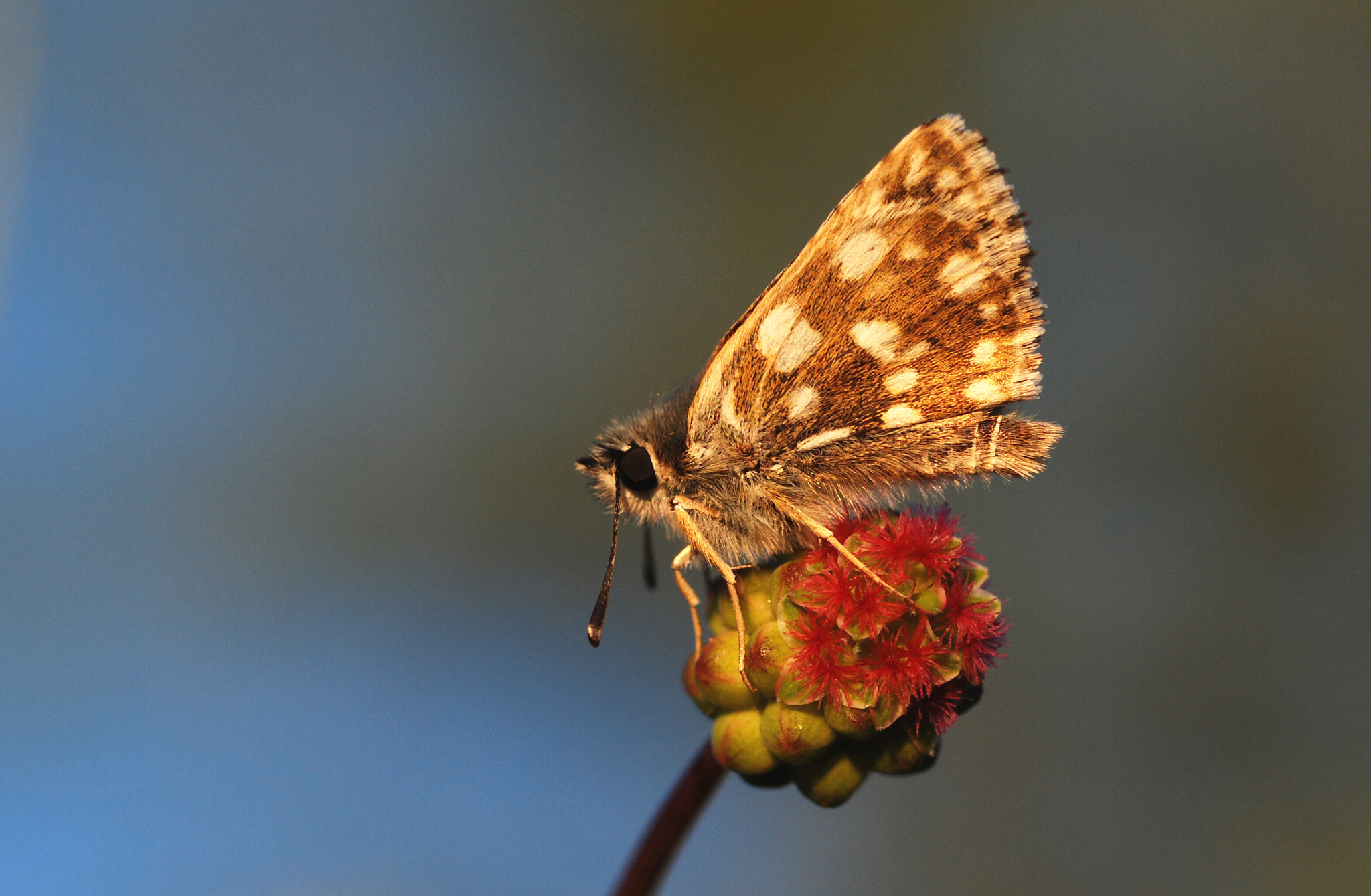 Nikon D40X + Sigma 105mm F2.8 EX DG Macro sample photo. I´m only sleeping photography