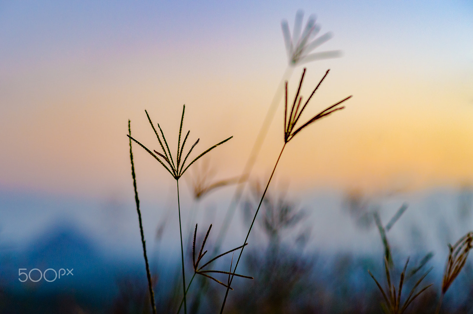 Nikon Df + Nikon AF-S Nikkor 85mm F1.8G sample photo. Grass with sunset photography