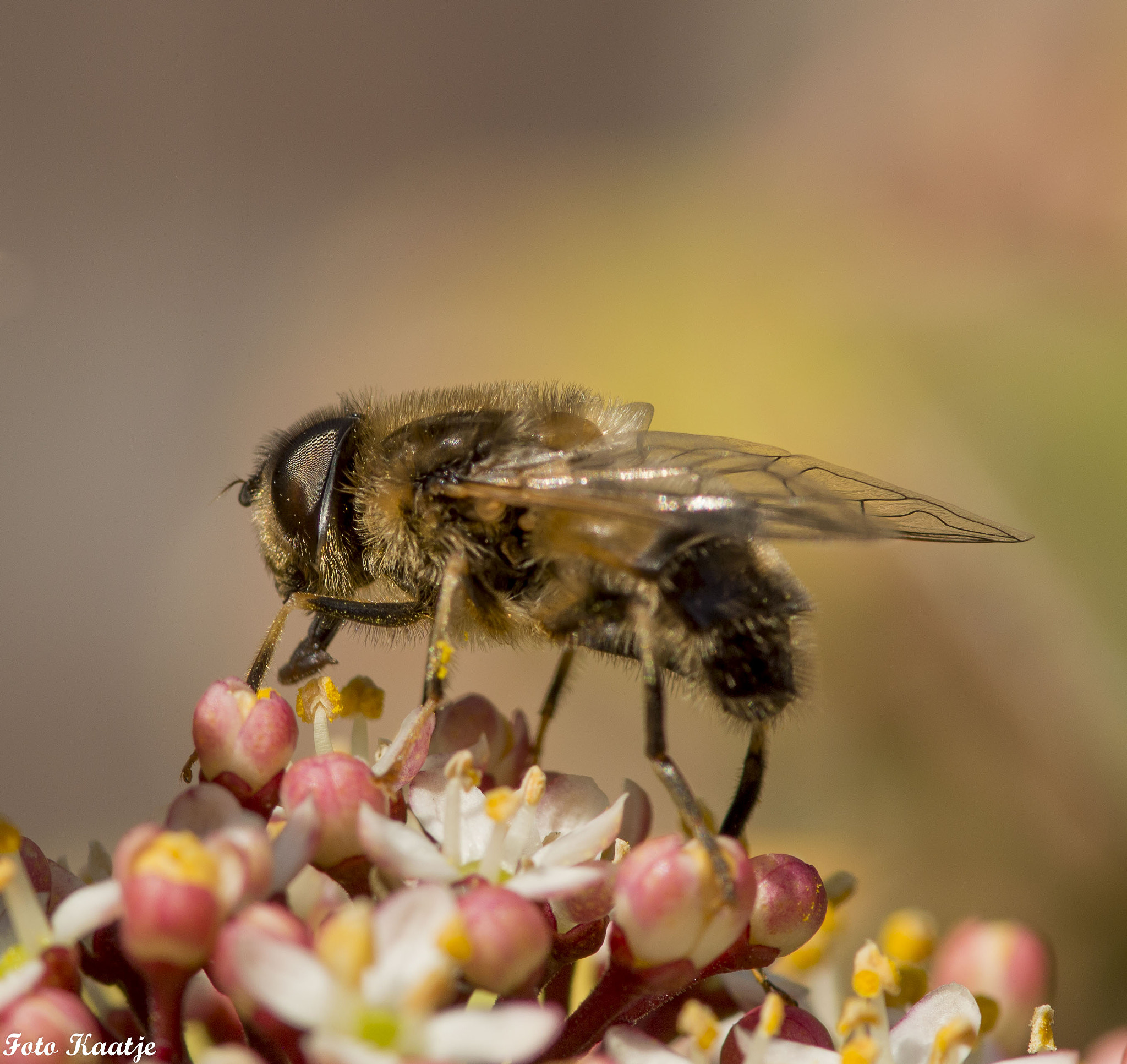 Nikon AF-S Micro-Nikkor 105mm F2.8G IF-ED VR sample photo. Bee photography