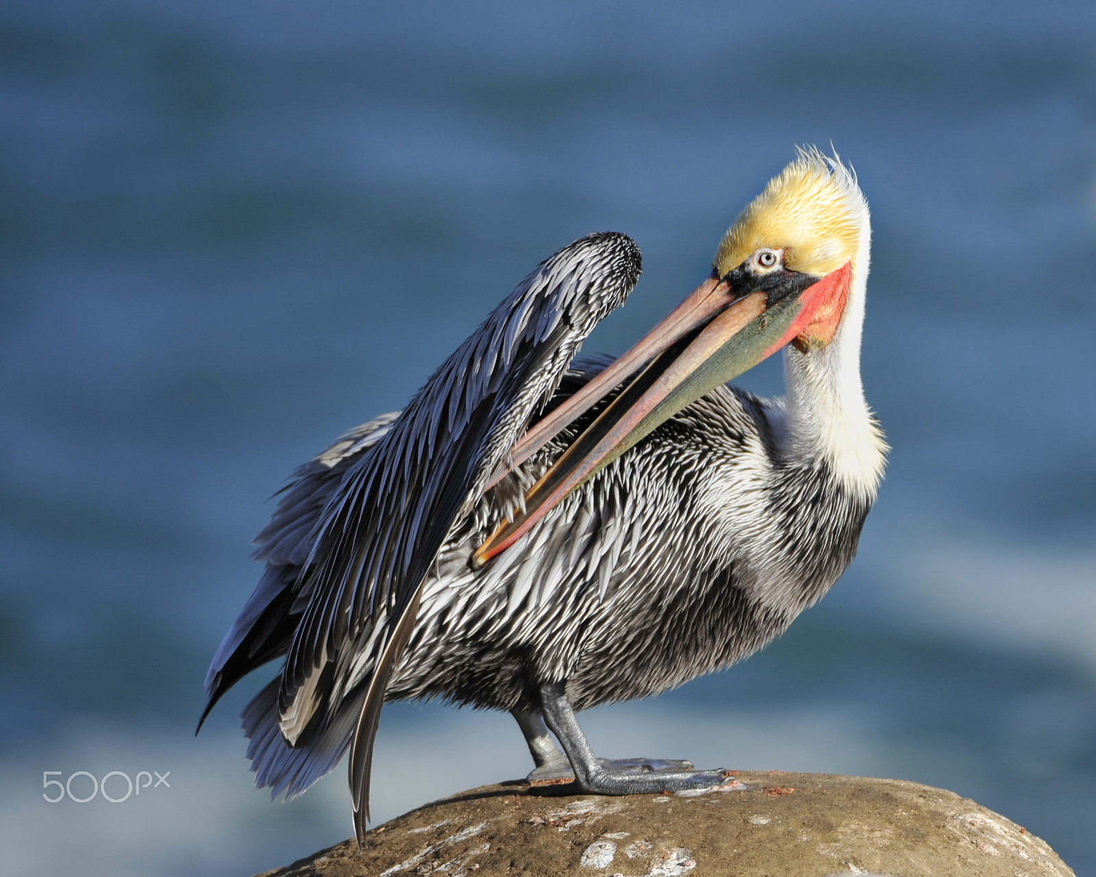 Nikon D3 sample photo. Pelican photography