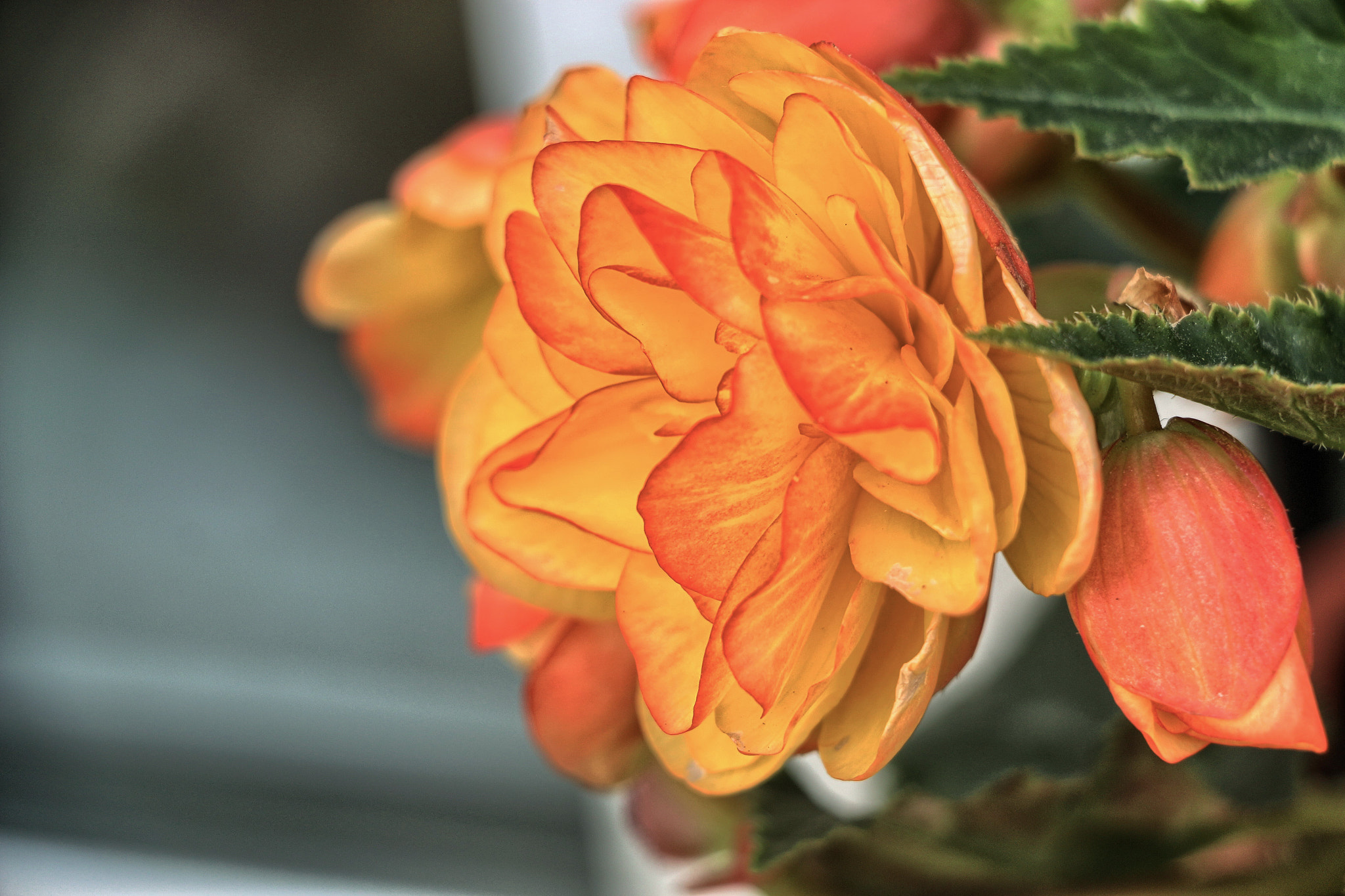 18.0 - 135.0 mm sample photo. The touch of begonia photography