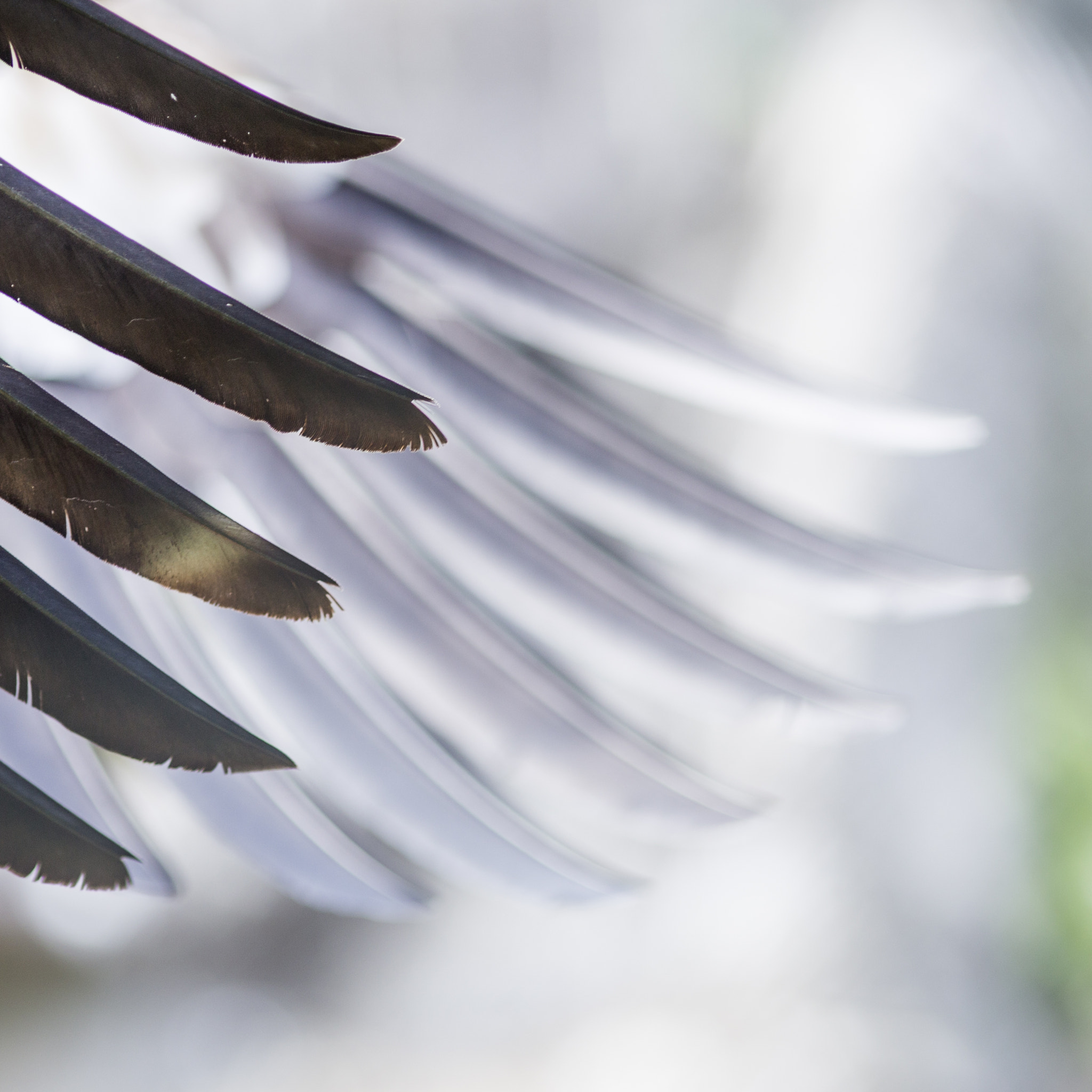 wings