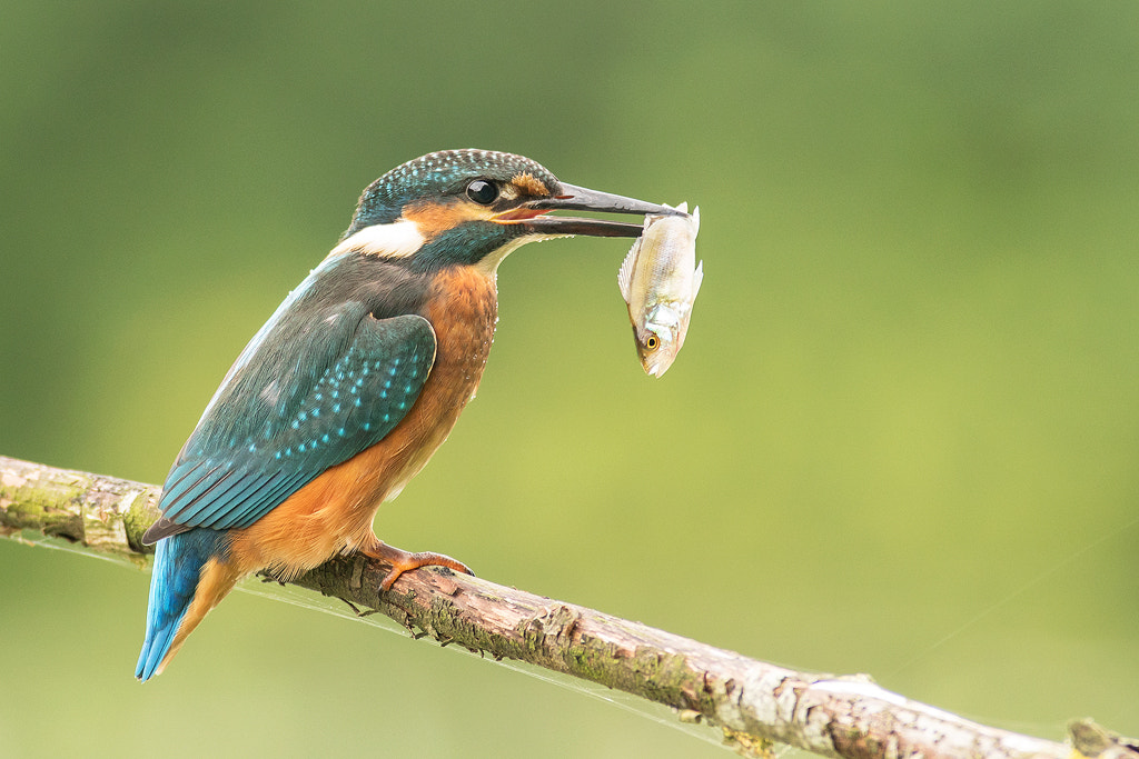 Sony a6300 + Minolta AF 400mm F4.5 HS-APO G sample photo. Kingfisher photography