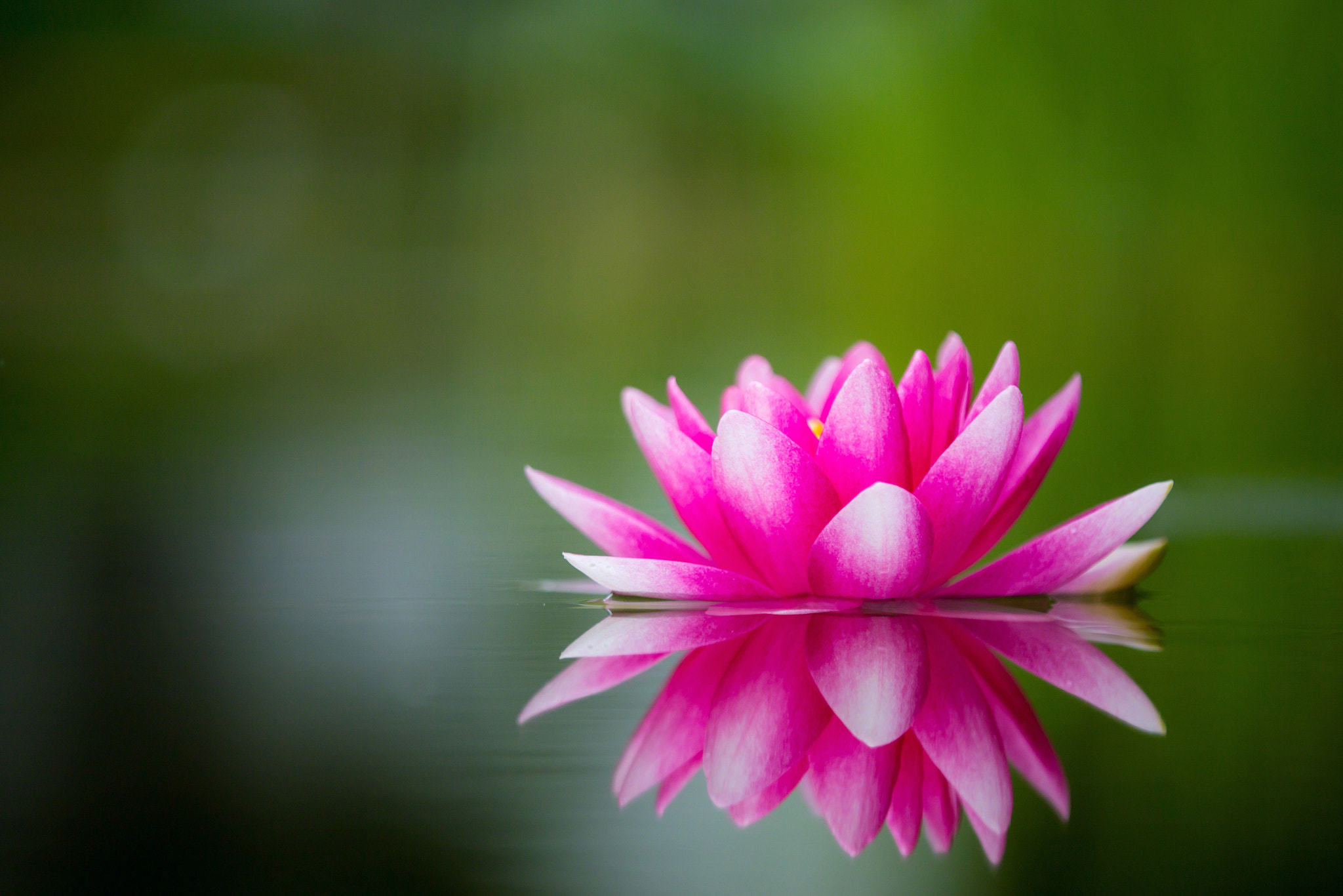 Tamron SP AF 180mm F3.5 Di LD (IF) Macro sample photo. Hovering water lilly photography
