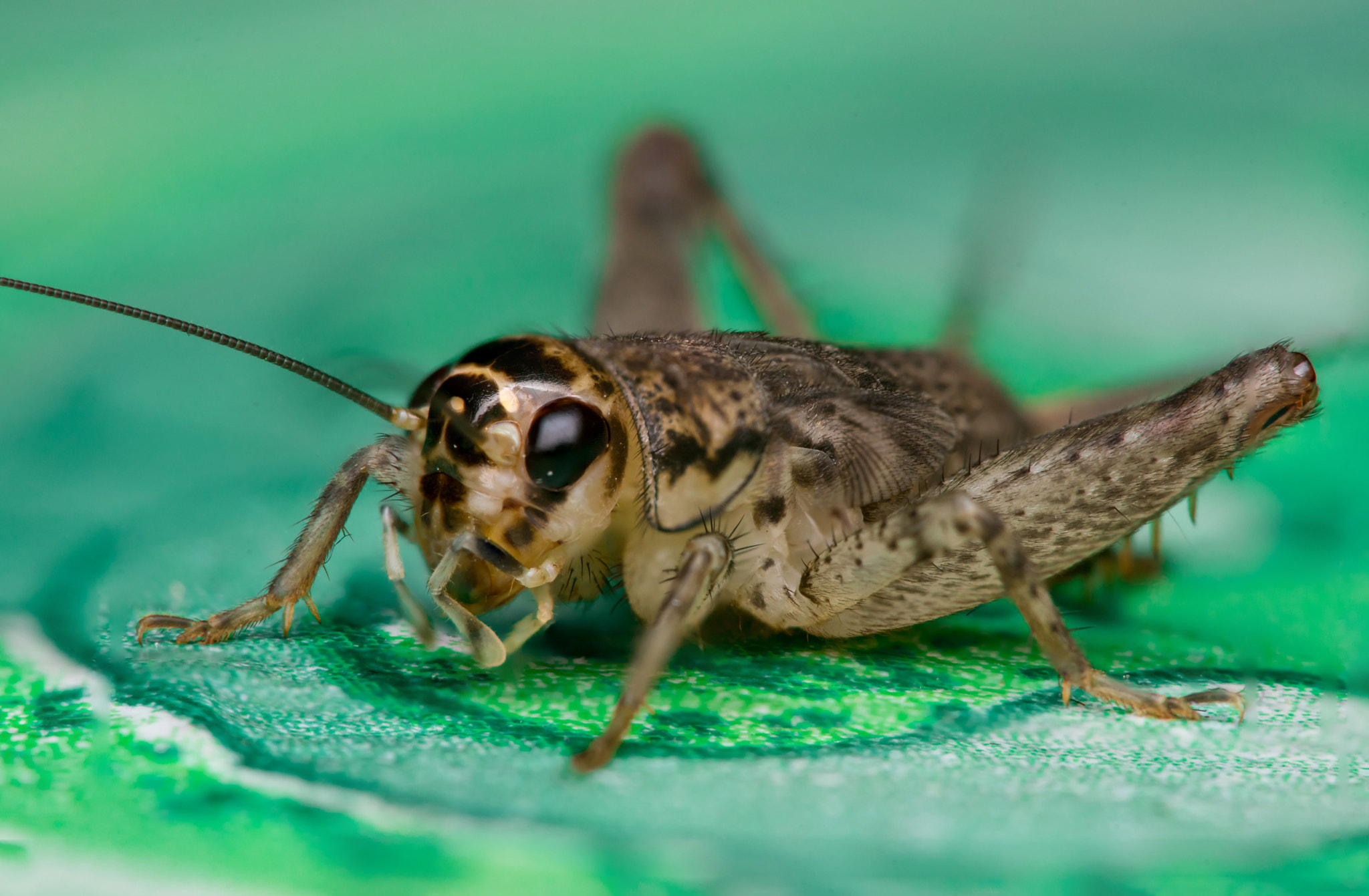 Sony a7 + Minolta AF 28-85mm F3.5-4.5 New sample photo. House cricket (acheta domestica) photography