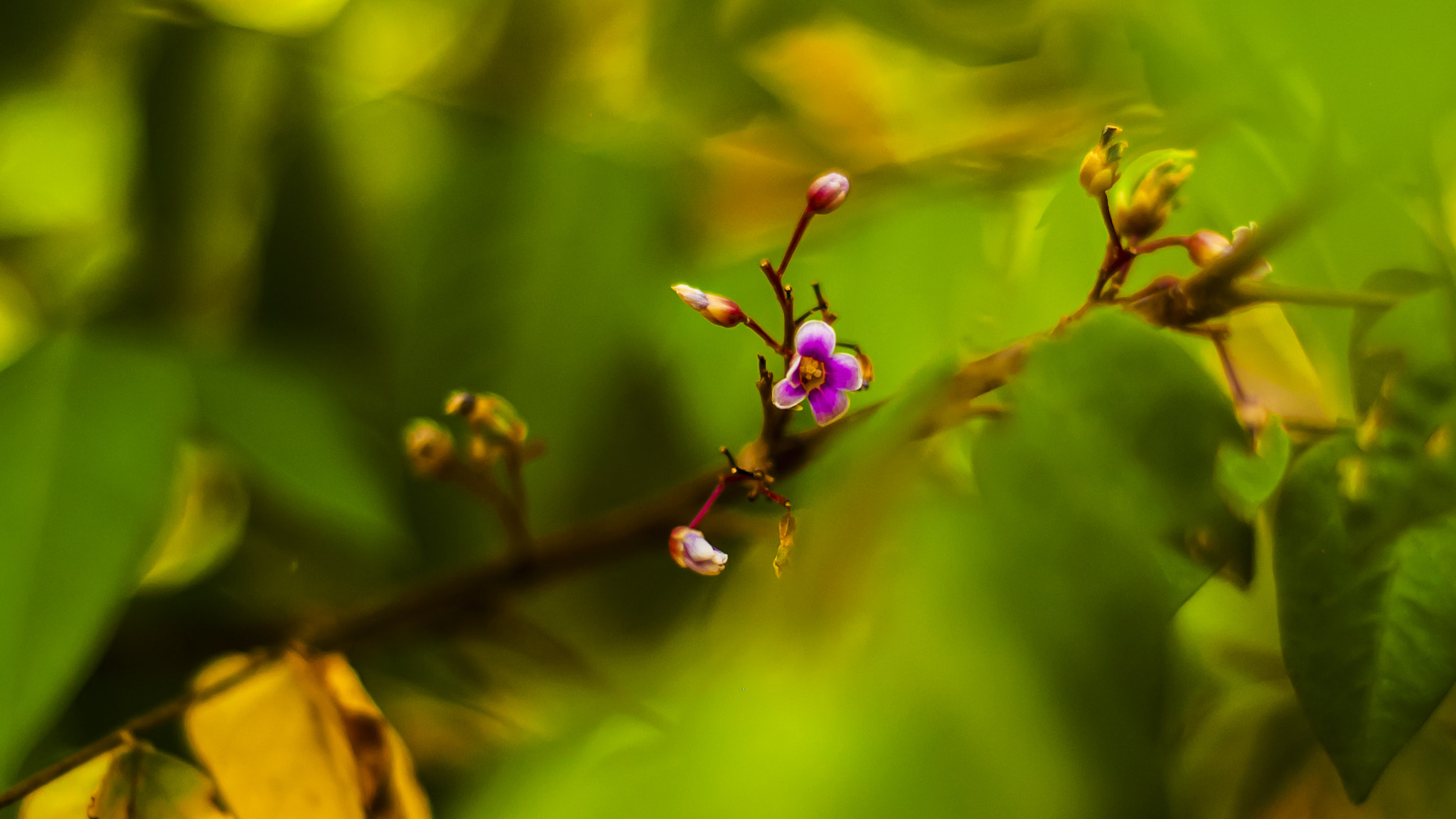 Nikon D50 + AF Nikkor 50mm f/1.8 N sample photo. Star fruit flower photography