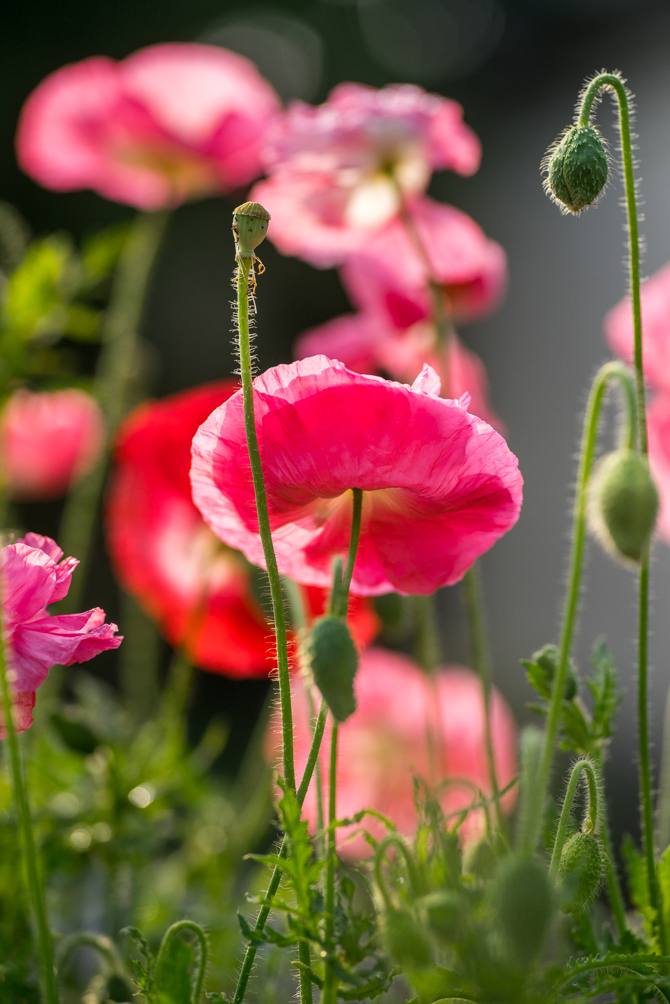 Voigtlander Macro APO-Lanthar 125mm F2.5 SL sample photo. 虞美人 photography