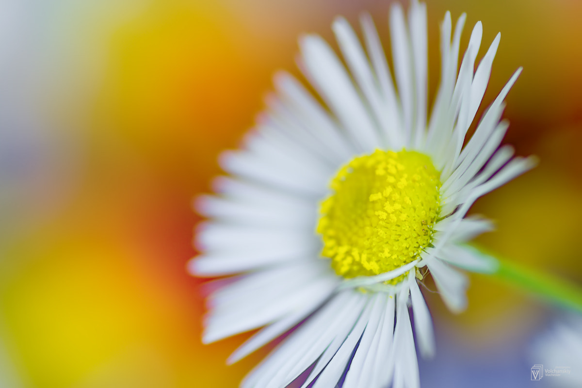 Pentax K-01 + Tamron SP AF 90mm F2.8 Di Macro sample photo. *** photography