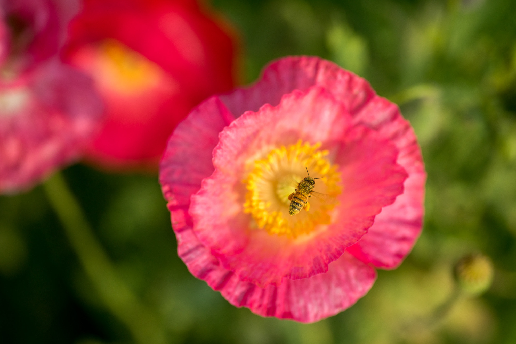 Voigtlander Macro APO-Lanthar 125mm F2.5 SL sample photo. 虞美人 photography