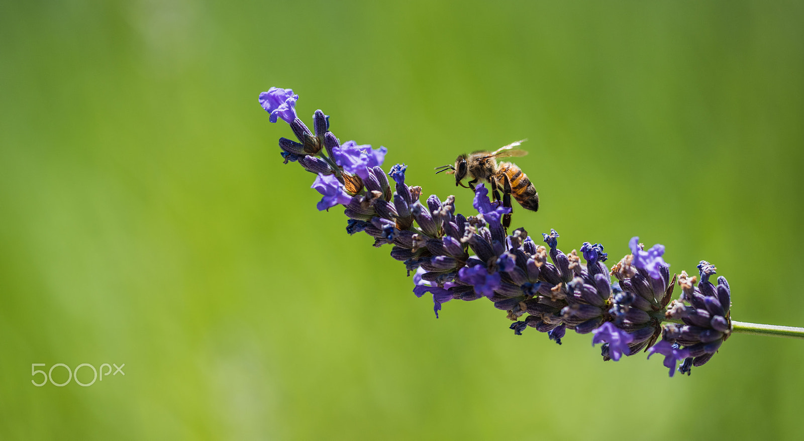 Sigma 150mm F2.8 EX DG OS Macro HSM sample photo. The quest of light photography