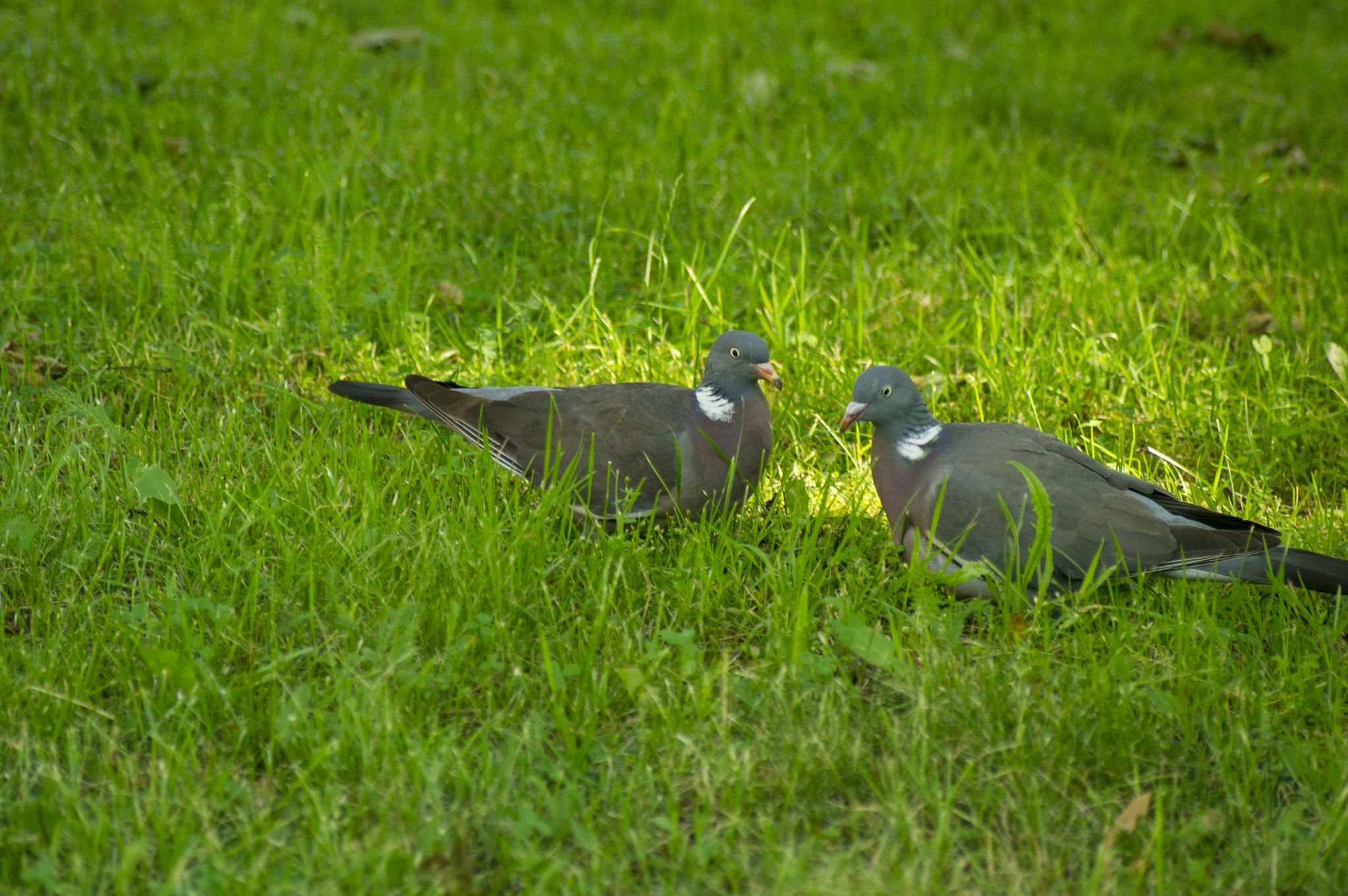 Sony Alpha DSLR-A450 + Sony 75-300mm F4.5-5.6 sample photo. Common wood pigeons photography