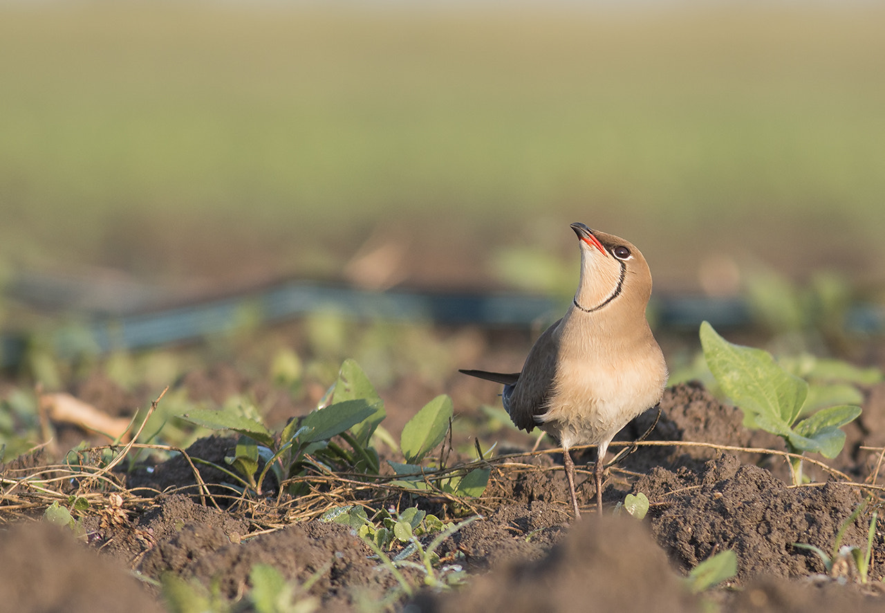 Canon EOS 70D + Canon EF 400mm F5.6L USM sample photo. Collared pratincole photography