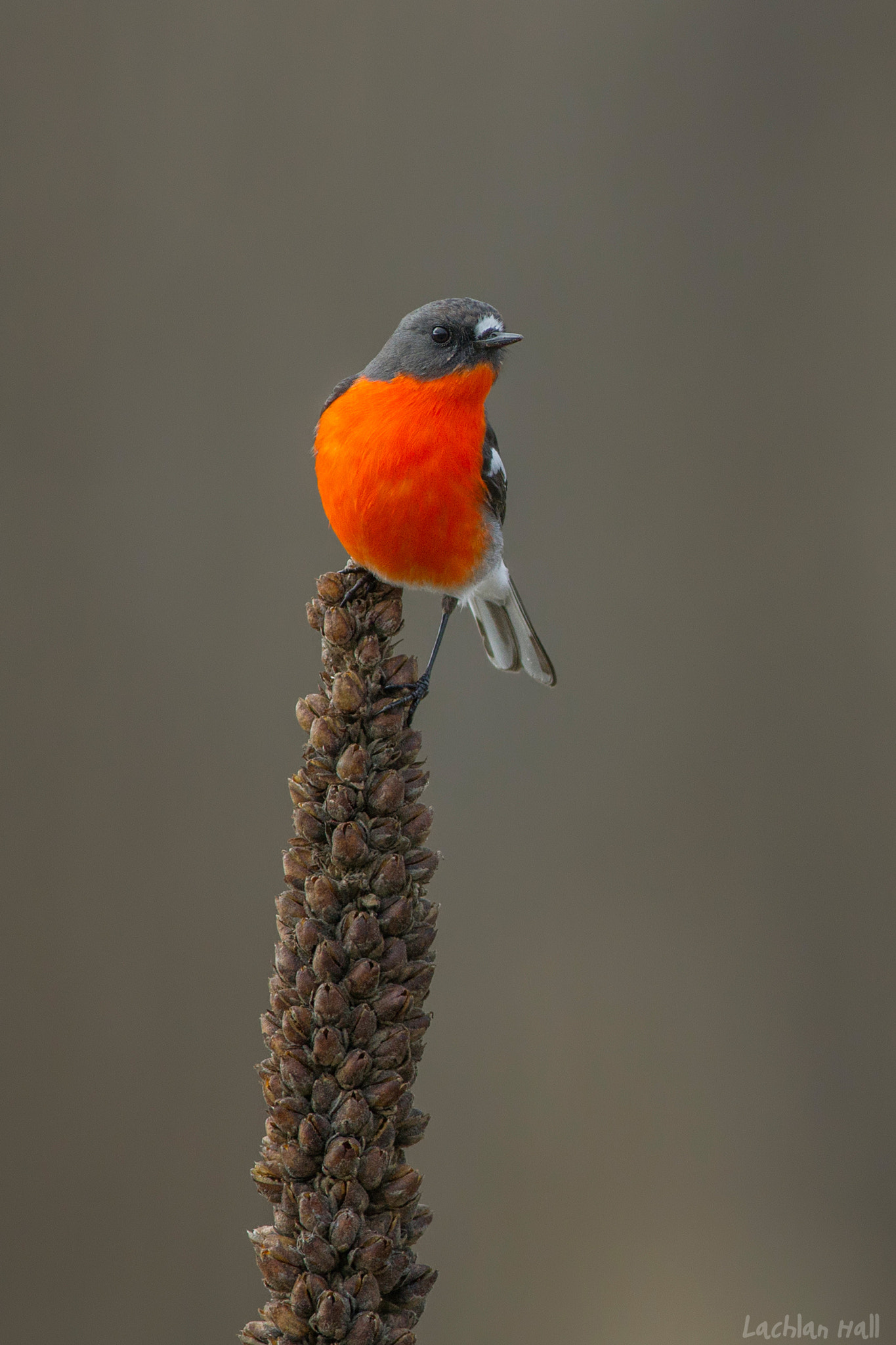 Canon EOS 7D + Canon EF 400mm F5.6L USM sample photo. Flame robin (petroica phoenicea) photography