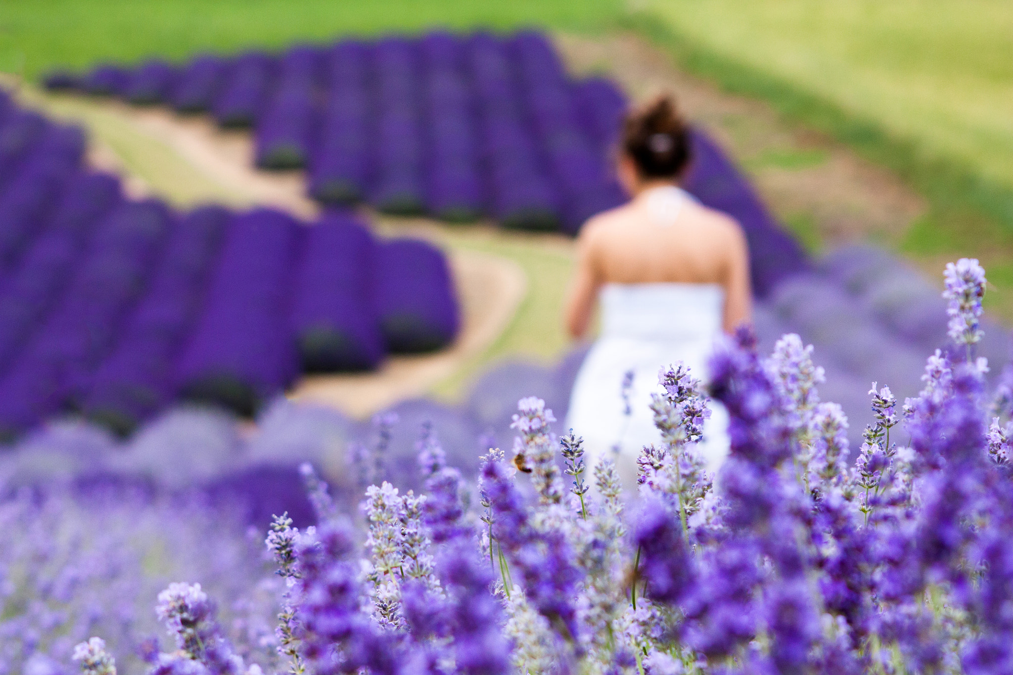 Sigma 70-300mm F4-5.6 APO DG Macro sample photo. Lavender fields photography