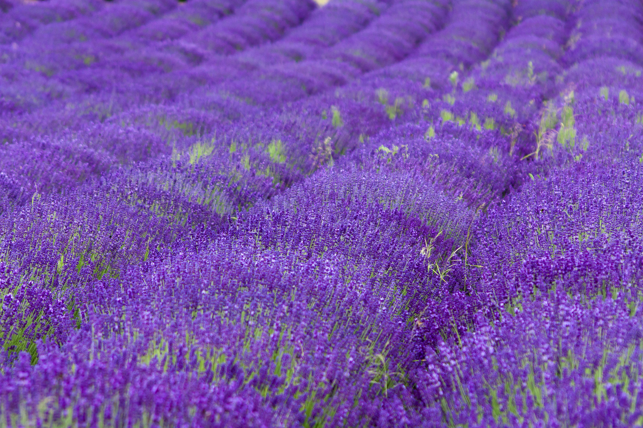 Sigma 70-300mm F4-5.6 APO DG Macro sample photo. Lavender fields photography