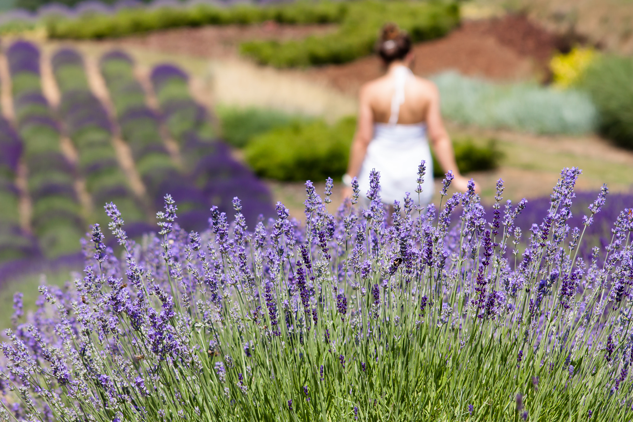 Sigma 70-300mm F4-5.6 APO DG Macro sample photo. Lavender fields photography
