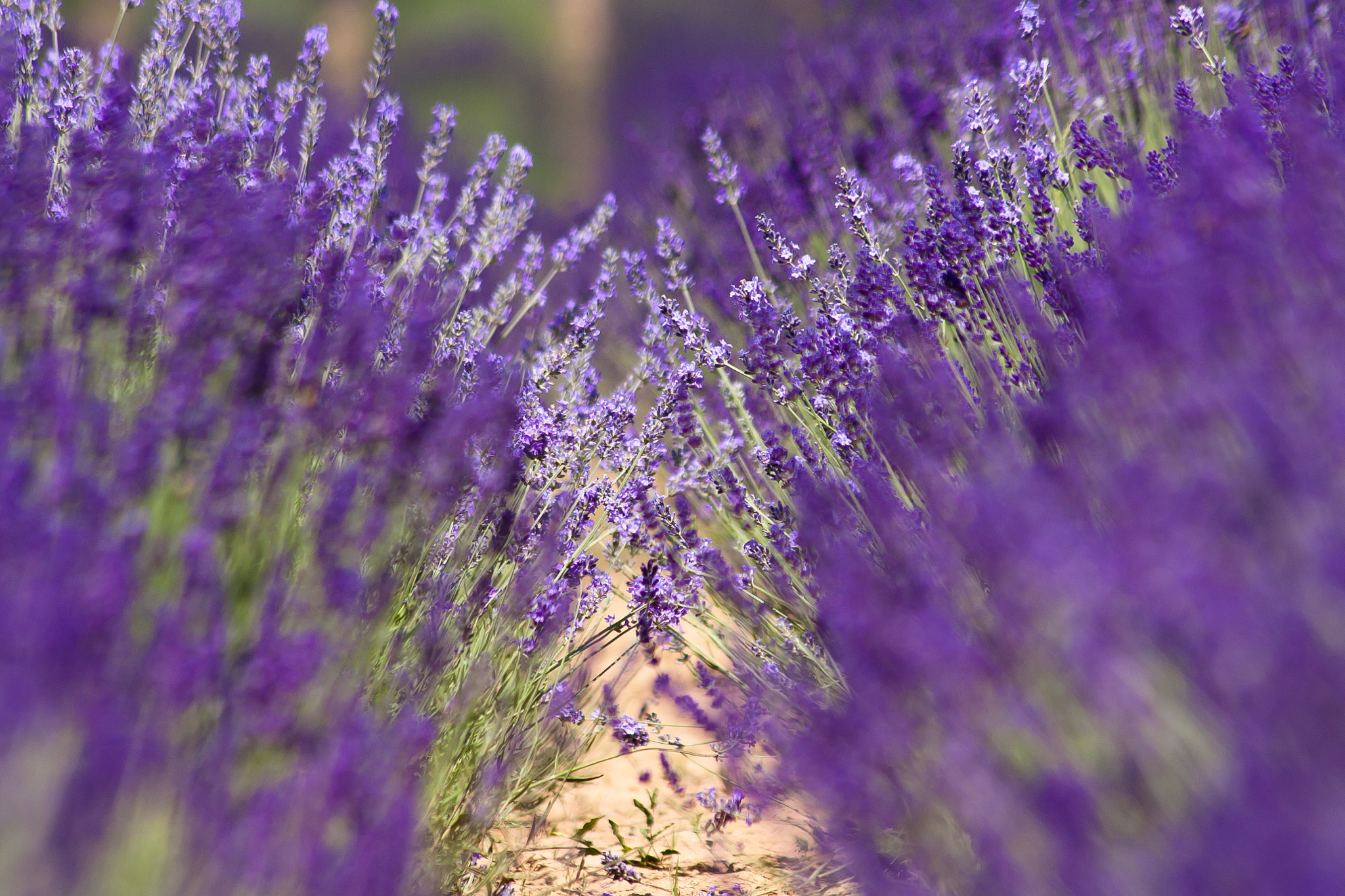 Sigma 70-300mm F4-5.6 APO DG Macro sample photo. Lavender fields photography
