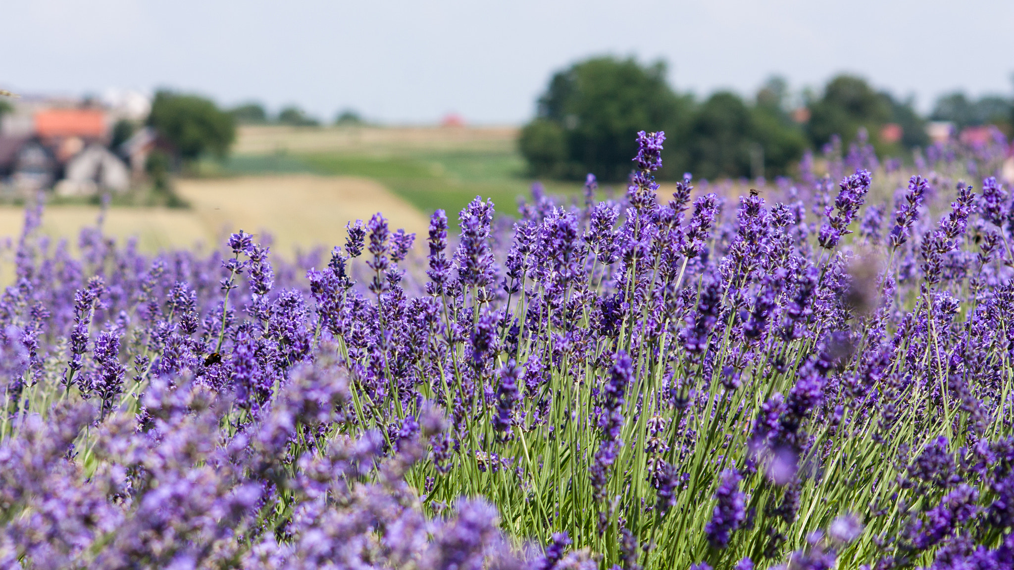 Sigma 70-300mm F4-5.6 APO DG Macro sample photo. Lavender fields photography