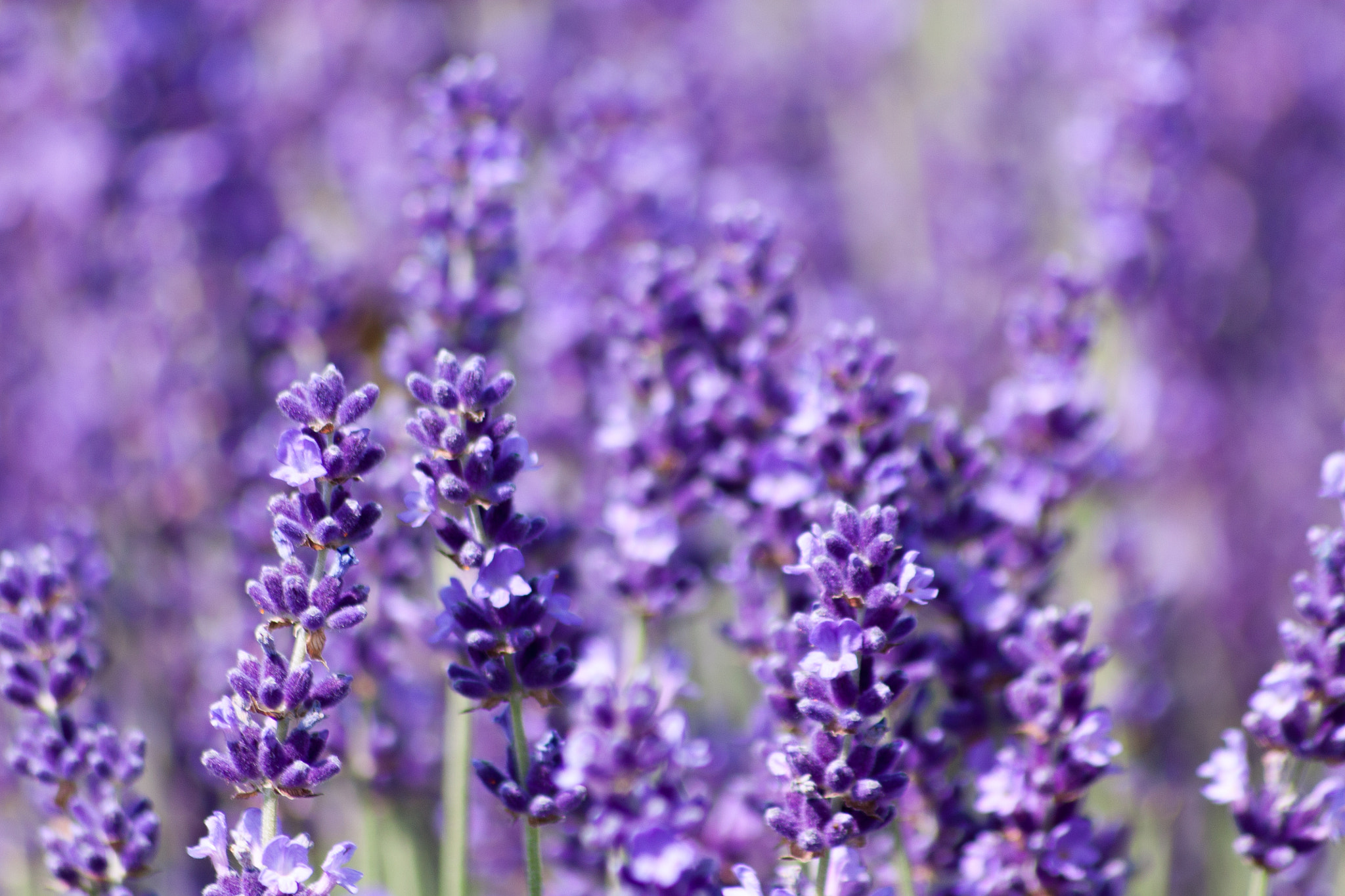 Sigma 70-300mm F4-5.6 APO DG Macro sample photo. Lavender fields photography