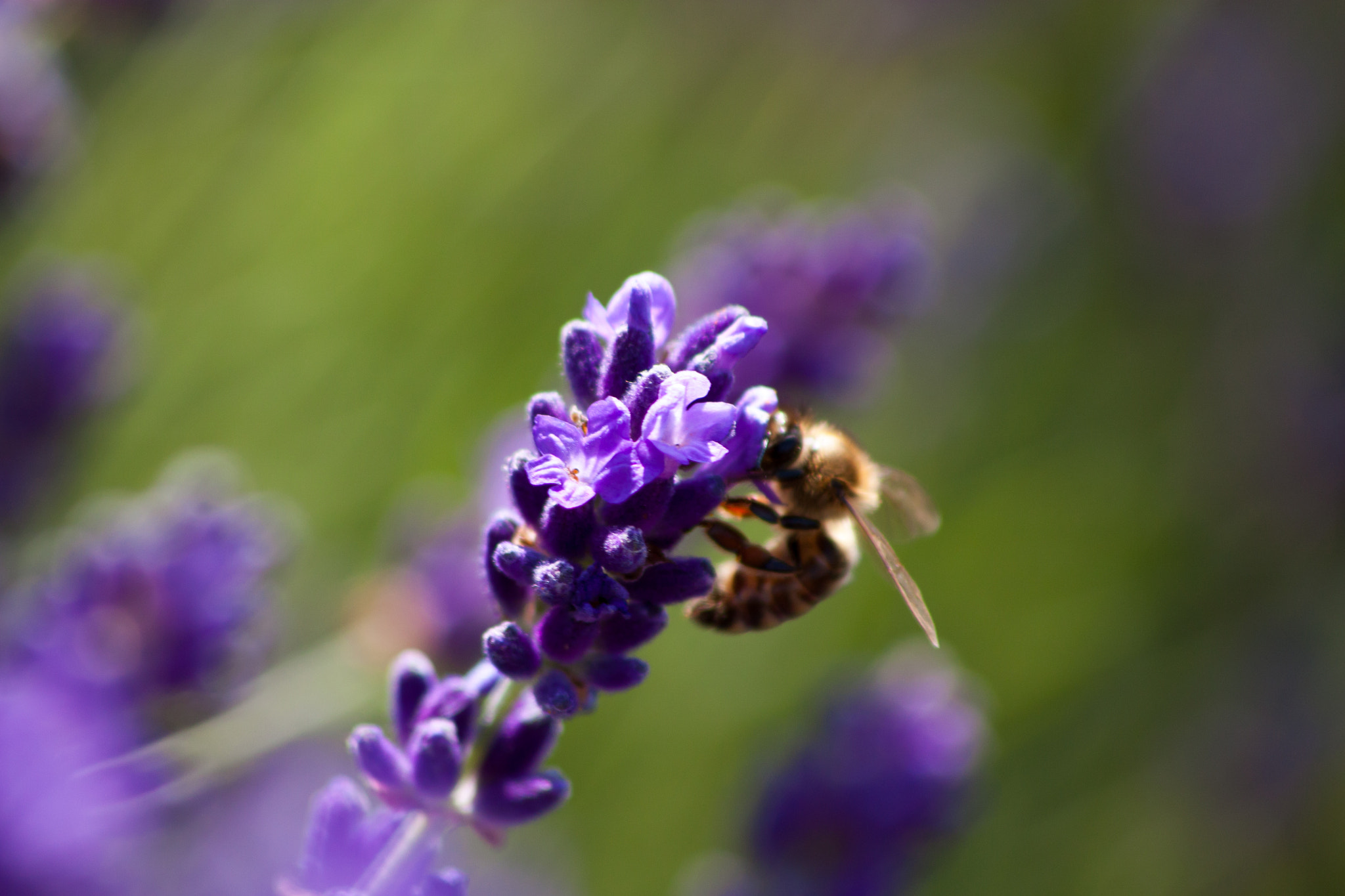 Sigma 70-300mm F4-5.6 APO DG Macro sample photo. Lavender fields photography