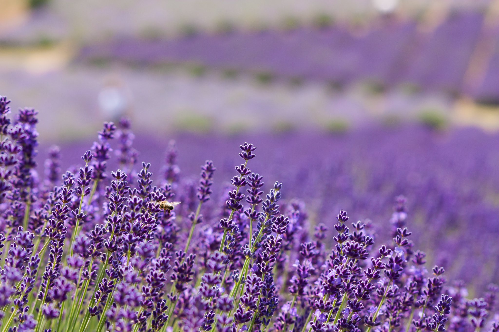 Sigma 70-300mm F4-5.6 APO DG Macro sample photo. Lavender fields photography