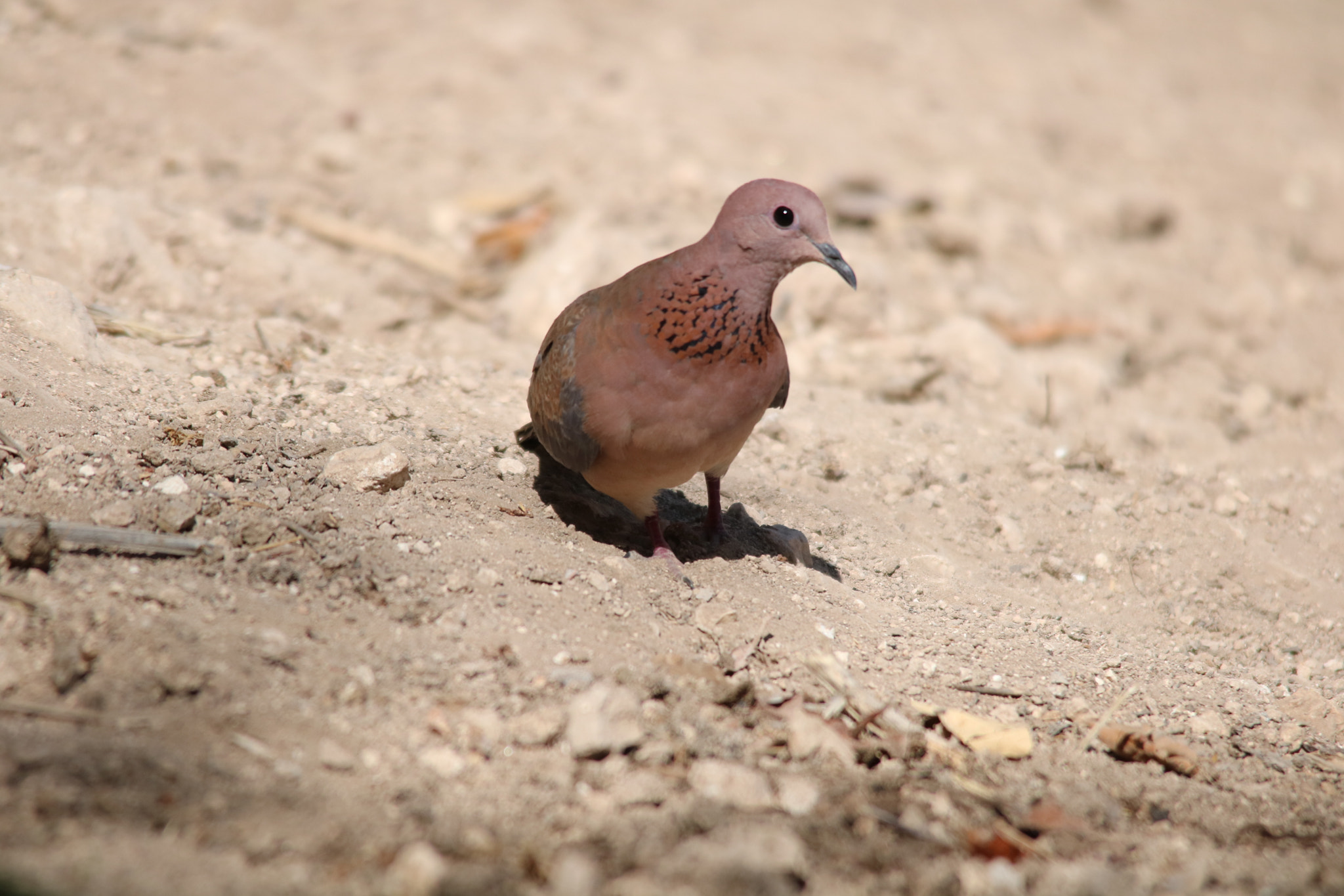 Sigma 150-500mm F5-6.3 DG OS HSM sample photo. نظره ترقب وحذر  photography