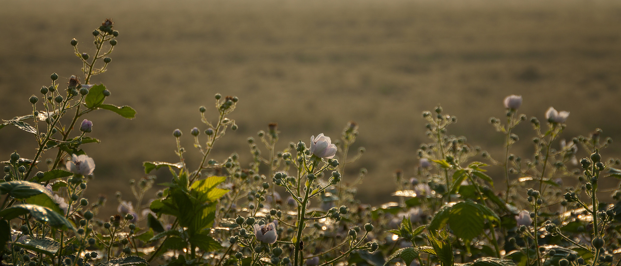Sigma 18-250mm F3.5-6.3 DC OS HSM sample photo. Summerflowers photography