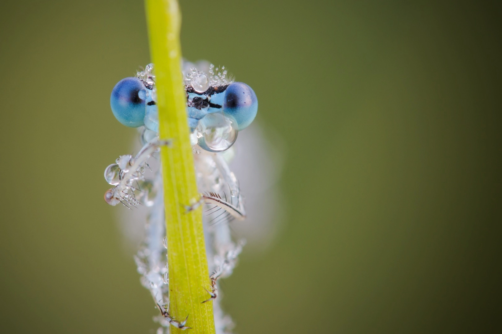 Tamron SP AF 180mm F3.5 Di LD (IF) Macro sample photo. Hello :) photography