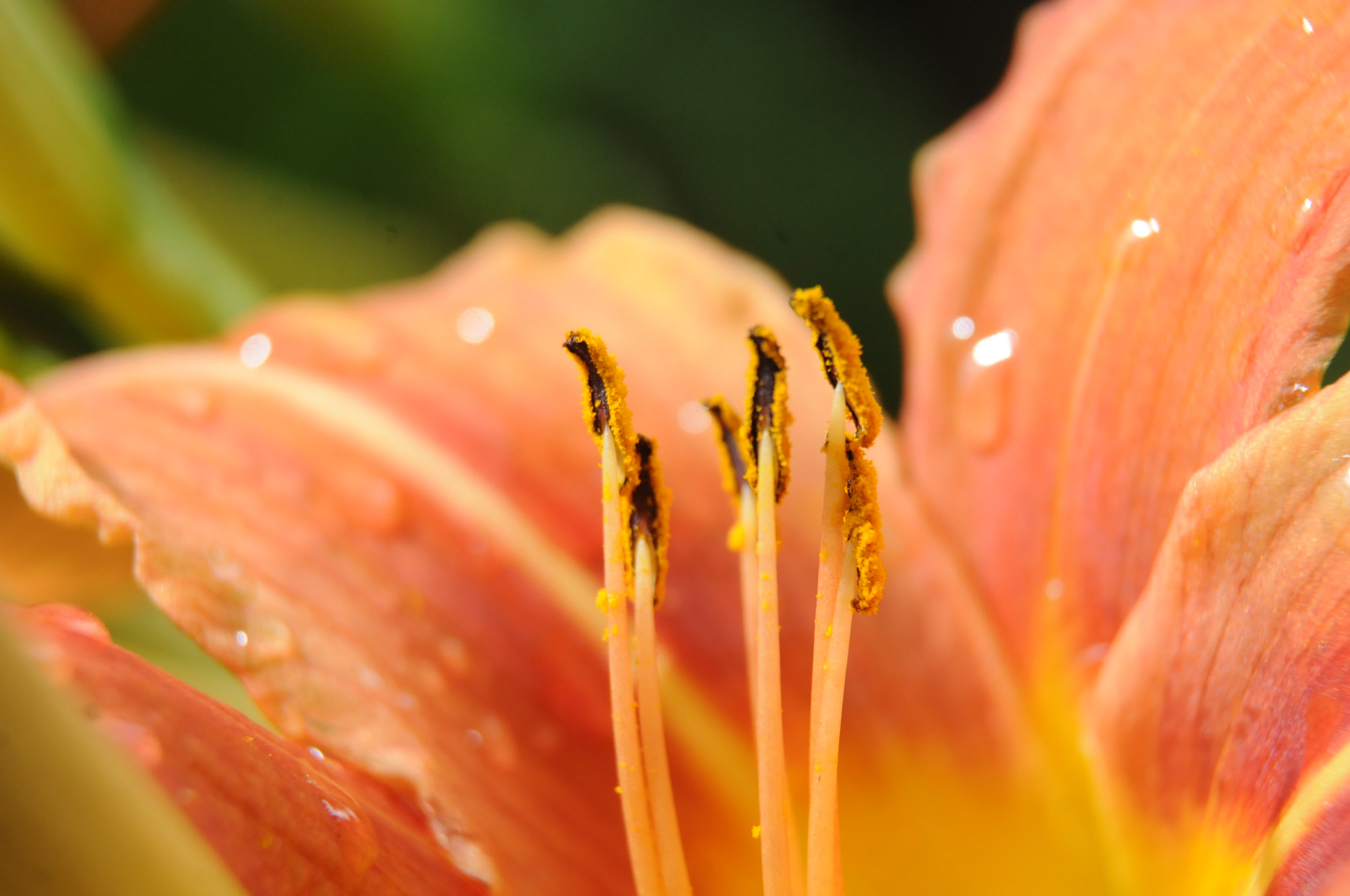Nikon D300S sample photo