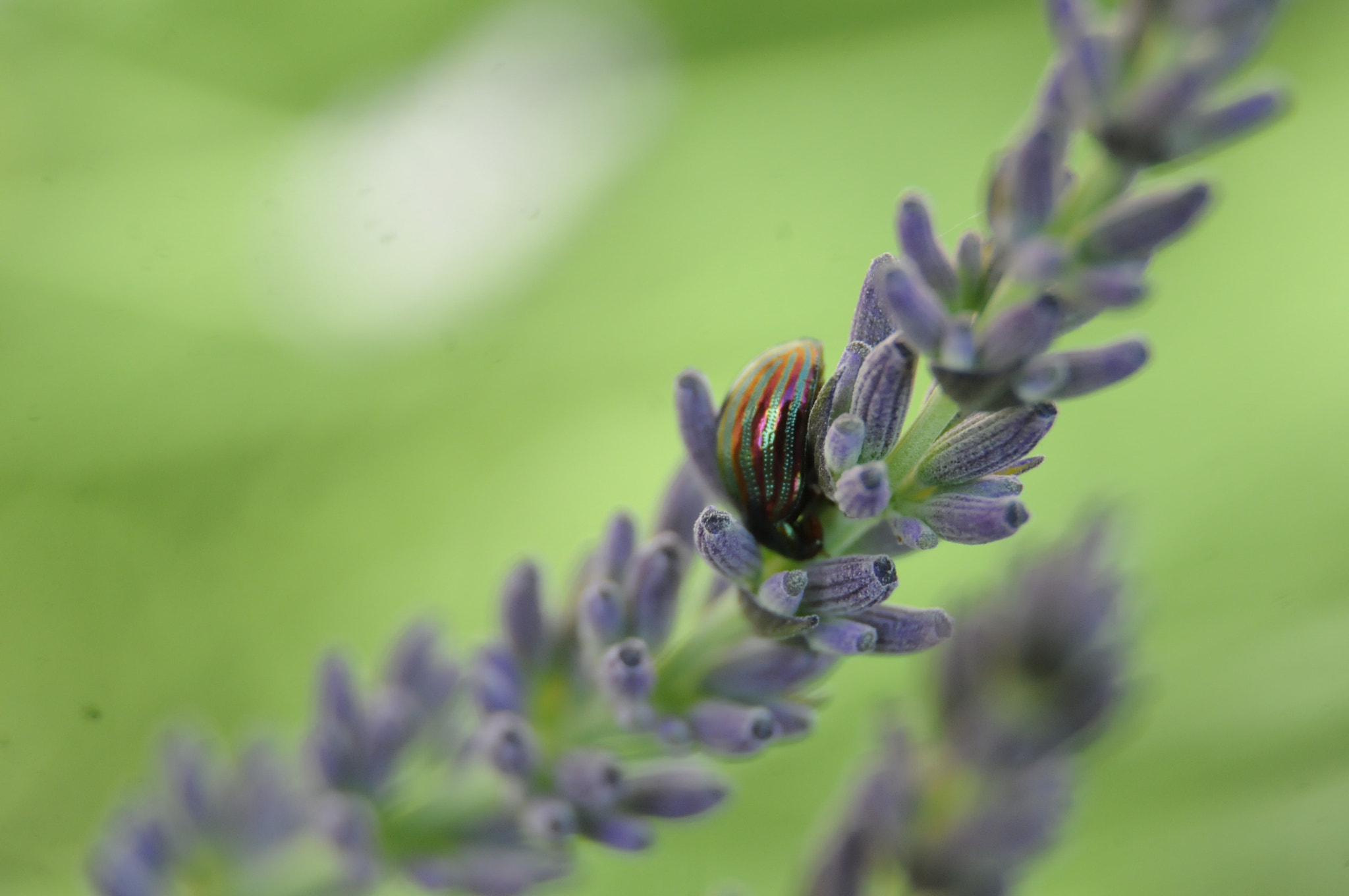 Nikon D300S sample photo. [] photography
