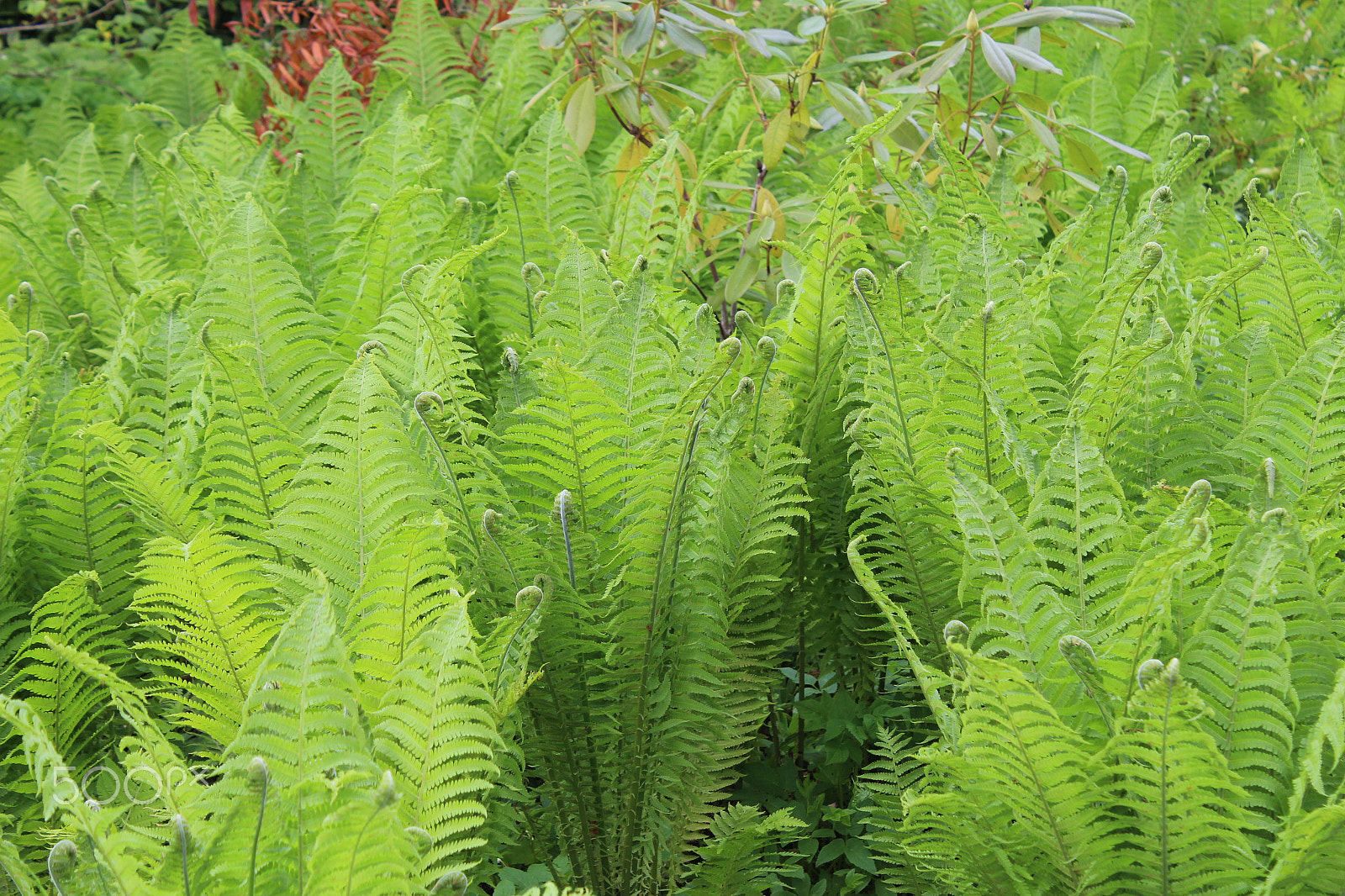 Canon EF-S 18-55mm F3.5-5.6 III sample photo. Ferns.jpg photography