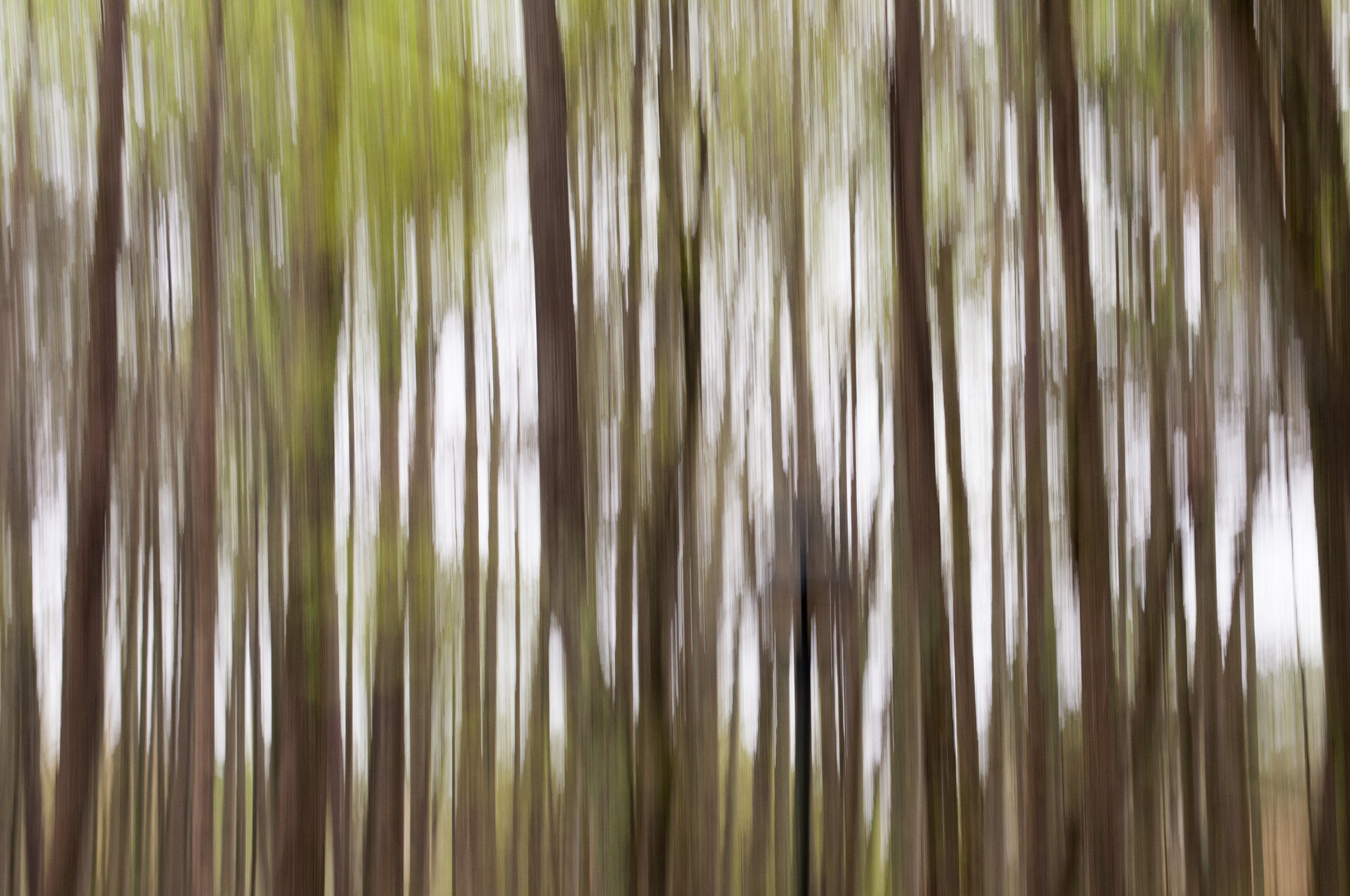Nikon D300S sample photo. Trees ! roswell ga photography